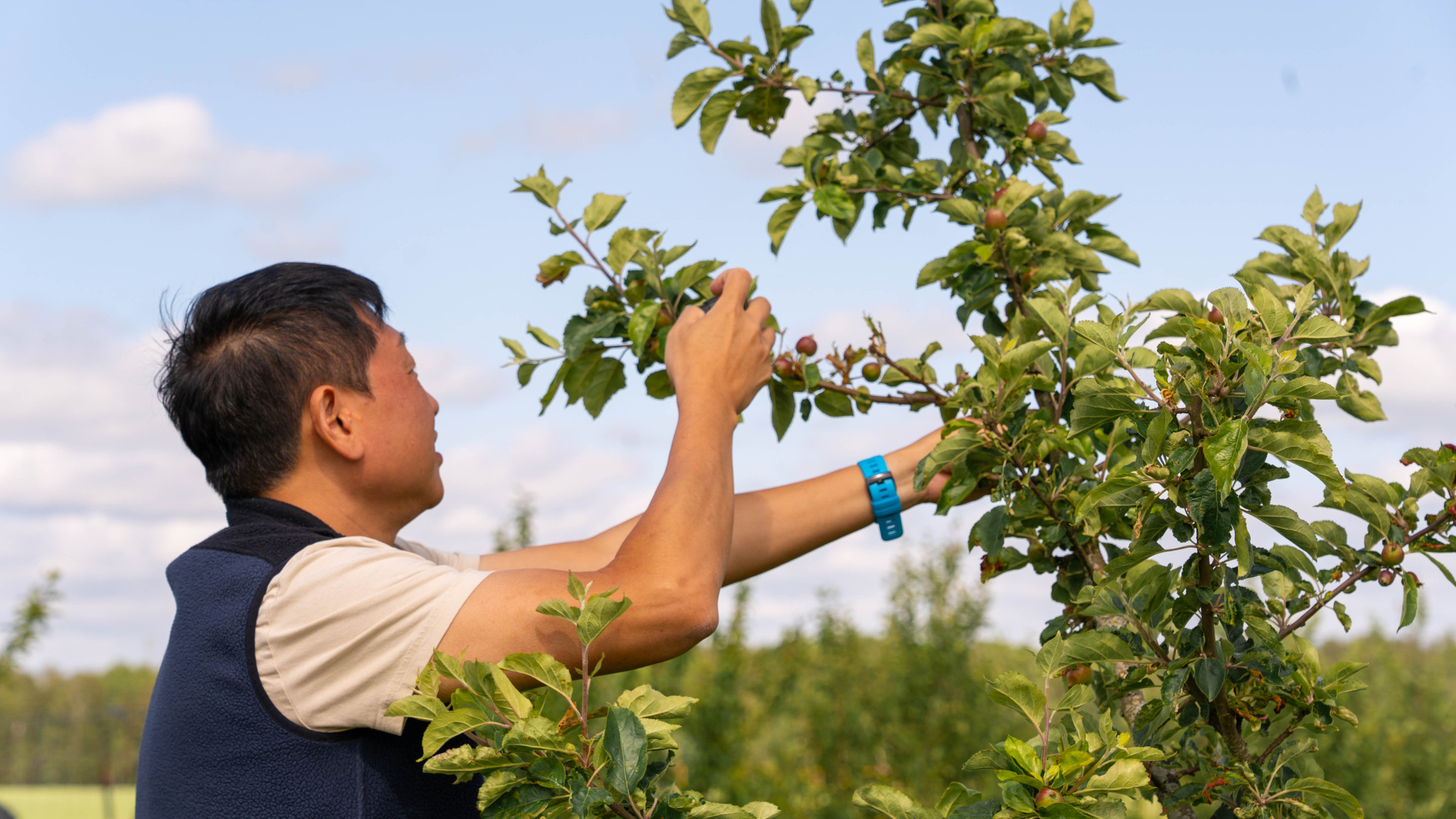 A man taking a picture at an apple tree.