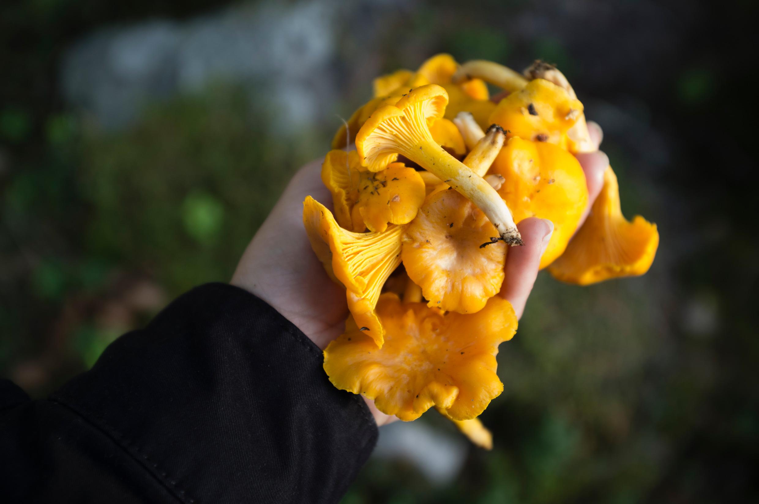 Chanterelles