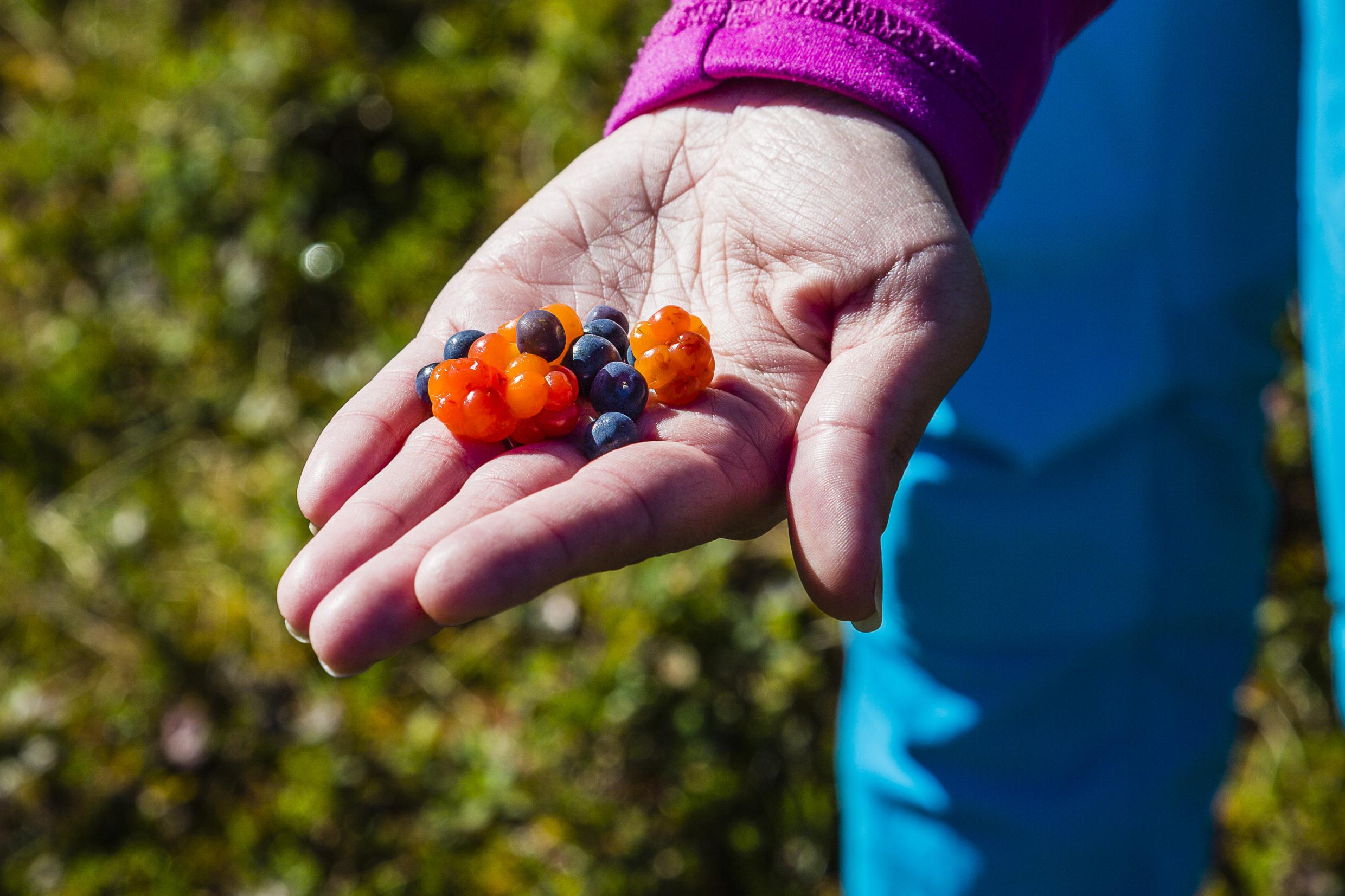 Picking cloudberries and blueberries in Lofsdalen, Härjedalen