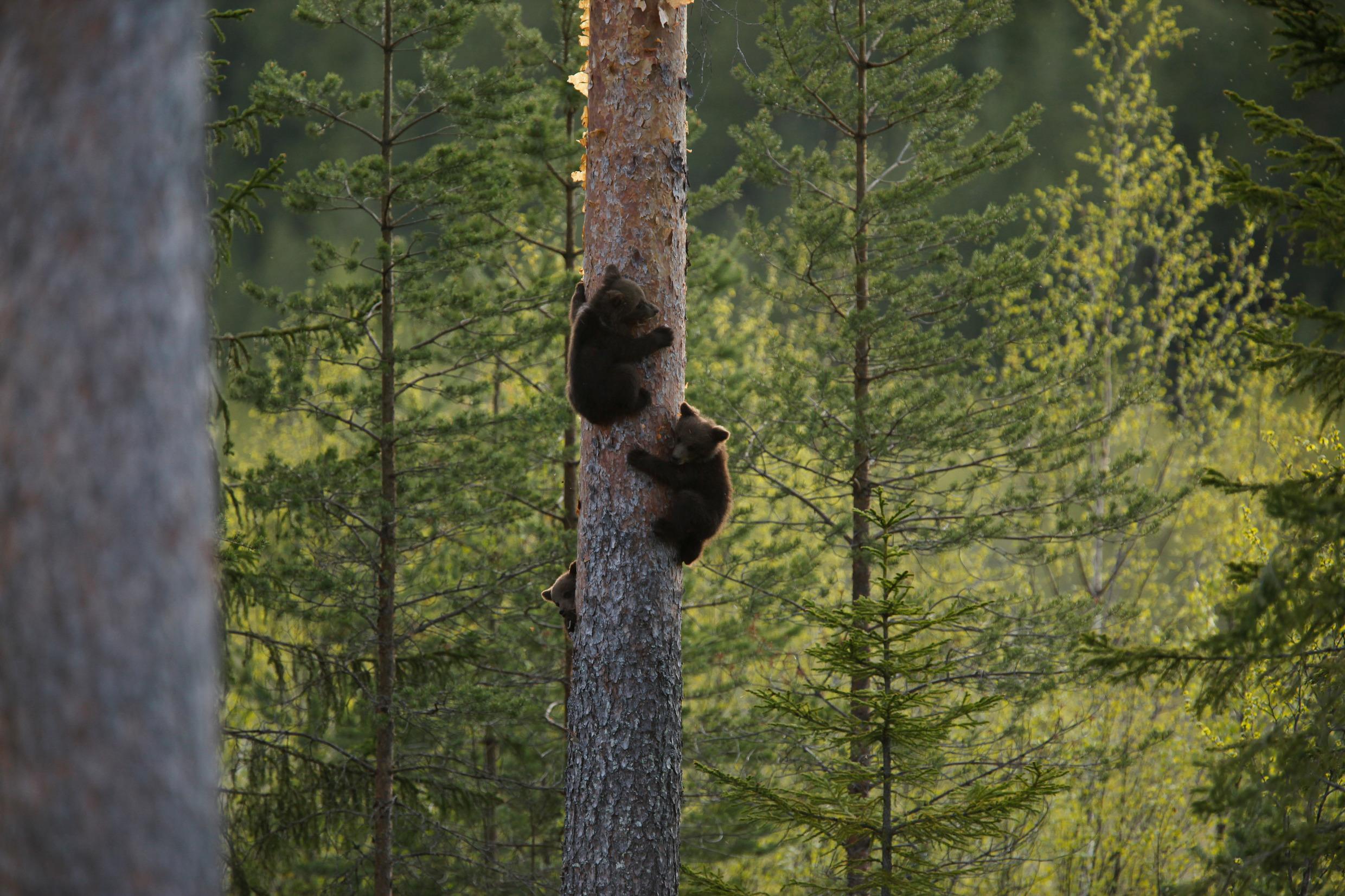 Brun bjørn i Finnskogen, Hälsingland
