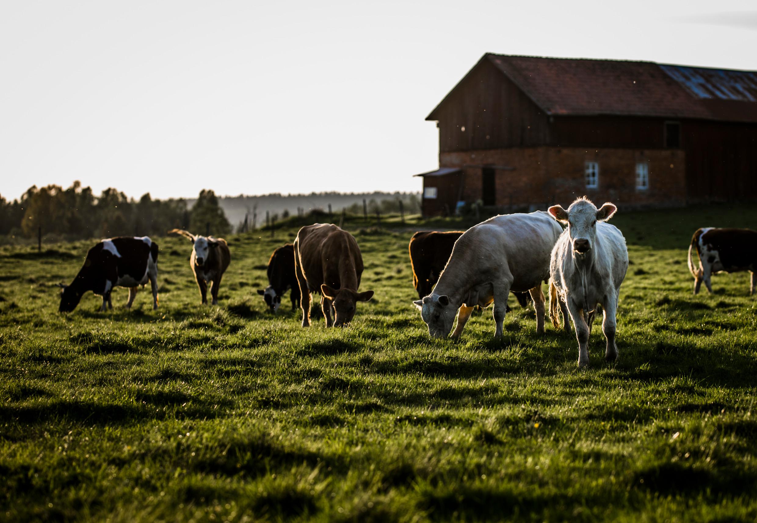 Cows on green pasture with a barn on one side.