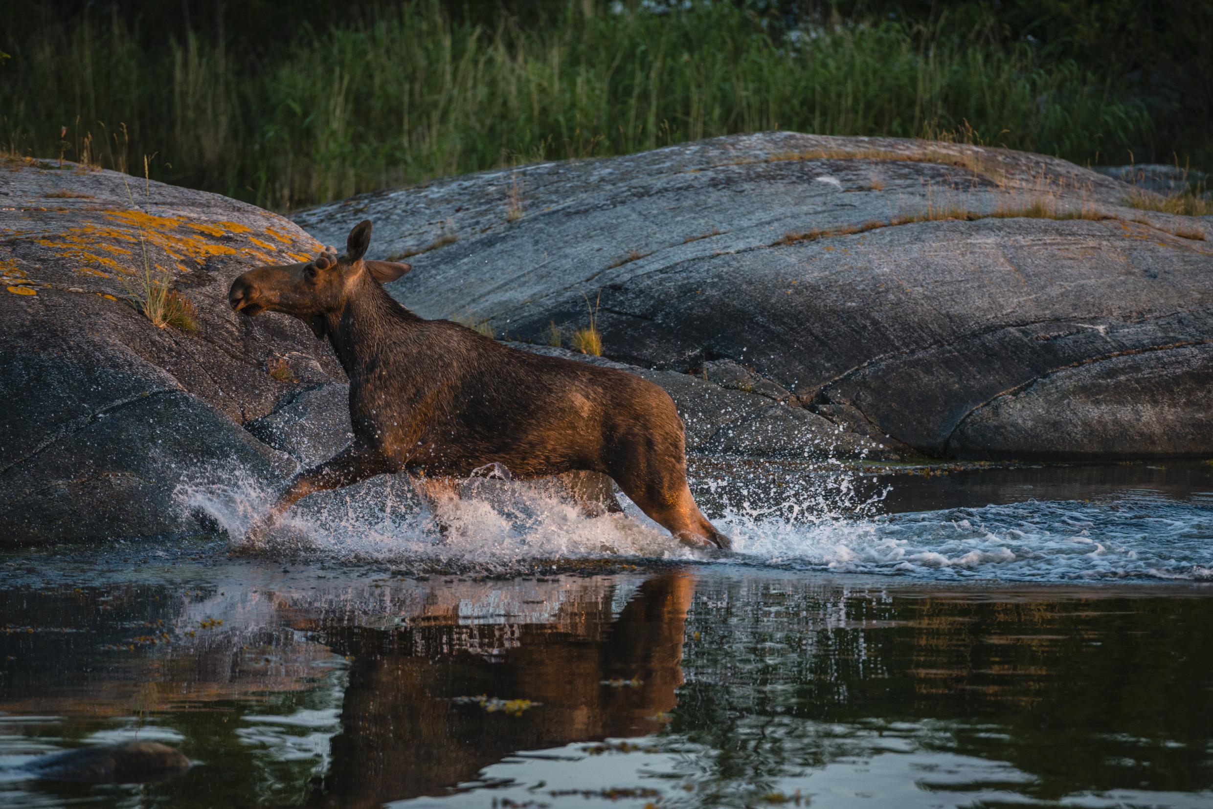 Een eland in het water.
