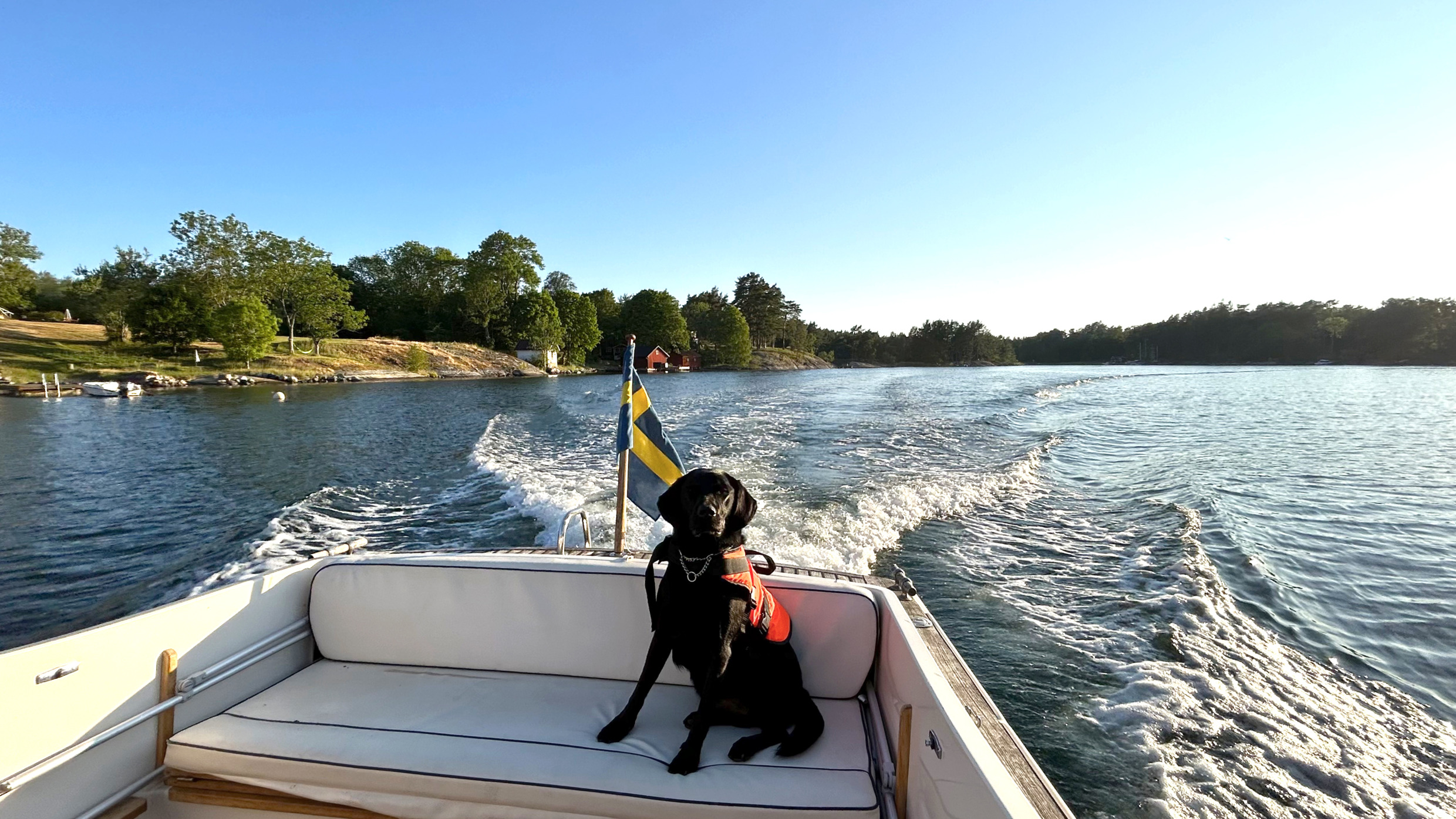 Een hond met een reddingsvest zit op een zonnige zomerdag achterin een boot.