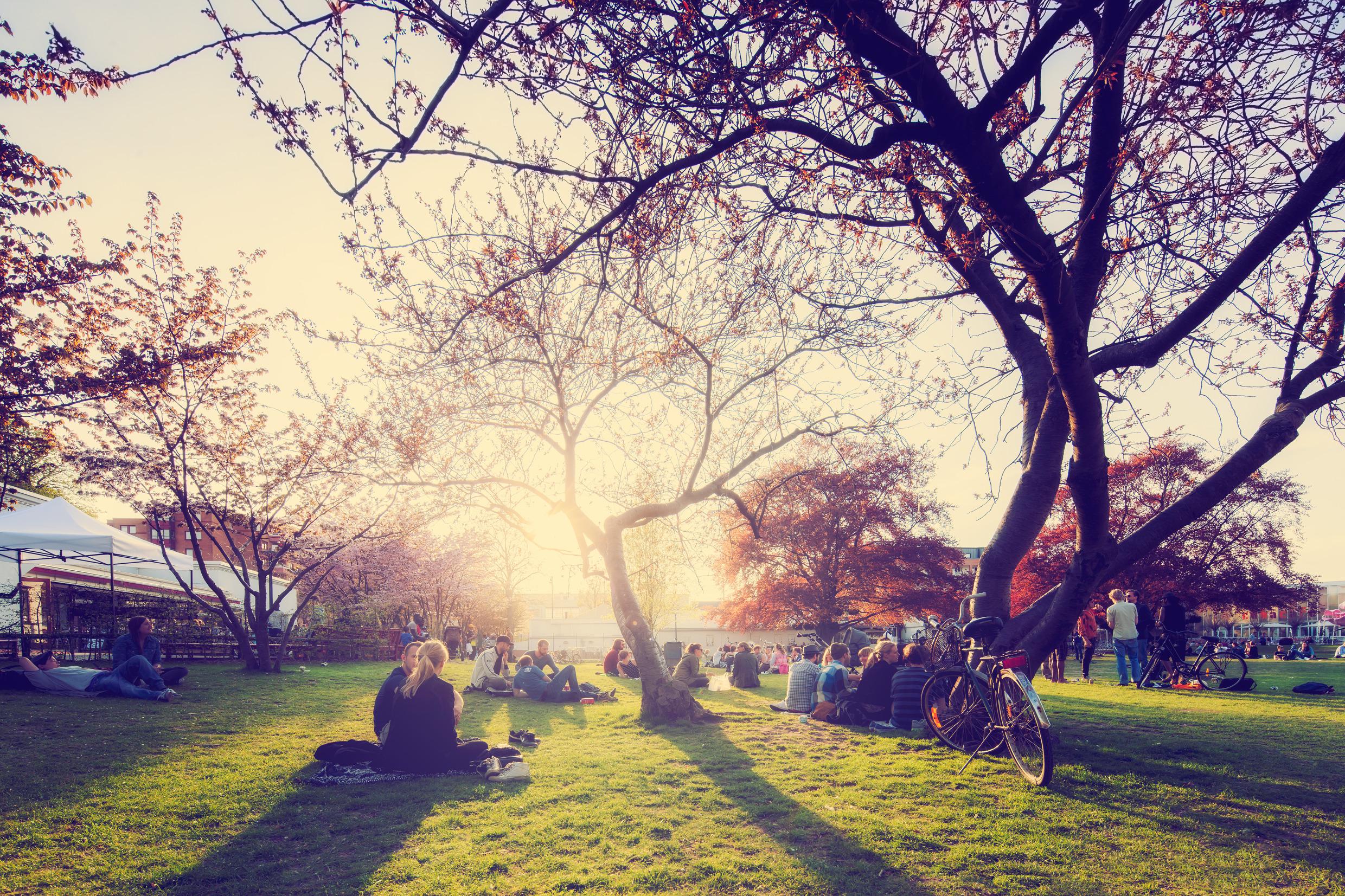 Several groups of people are sitting and standing in a park with green grass and autumnal trees.