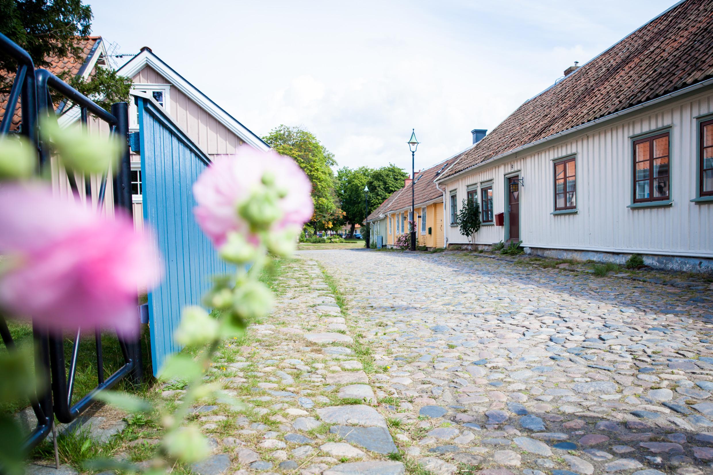 Altmodische Holzhäuser an einer Kopfsteinpflasterstraße in der Altstadt von Falkenberg. Rosa Blumen im Vordergrund.