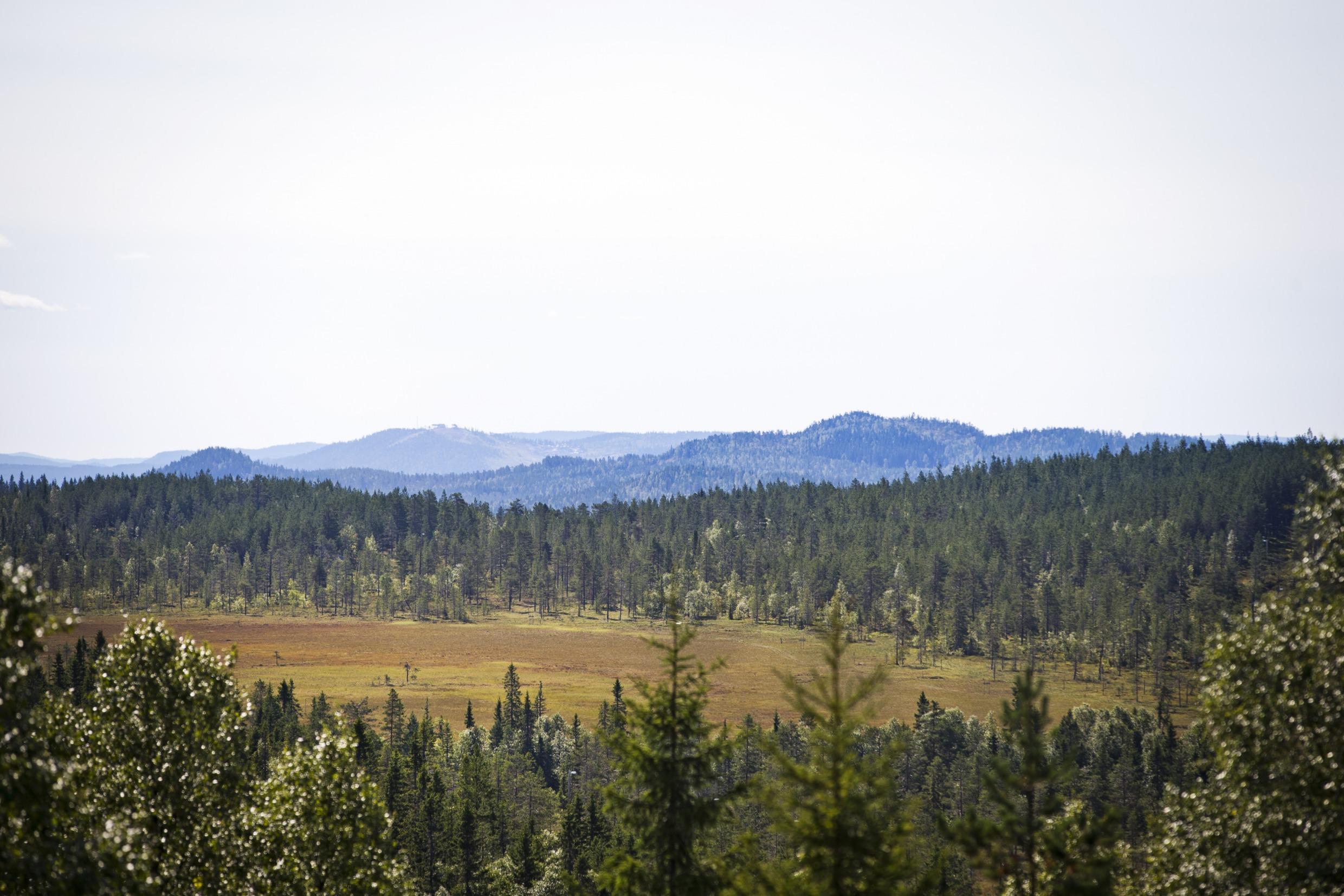 Bos bij Långberget, Värmland
