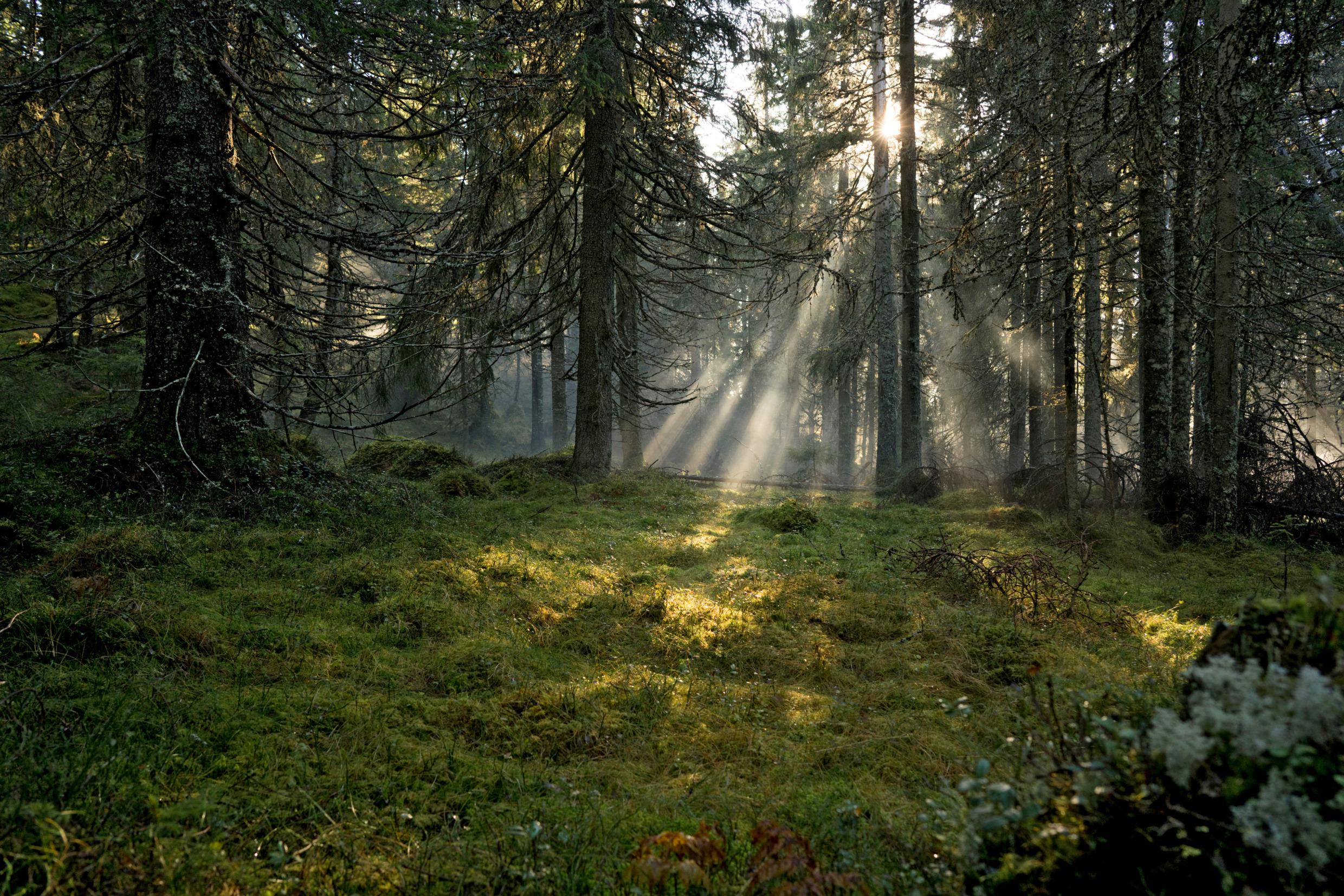 Sonnenstrahlen fallen durch die Baumwipfel des Kiefernwaldes.