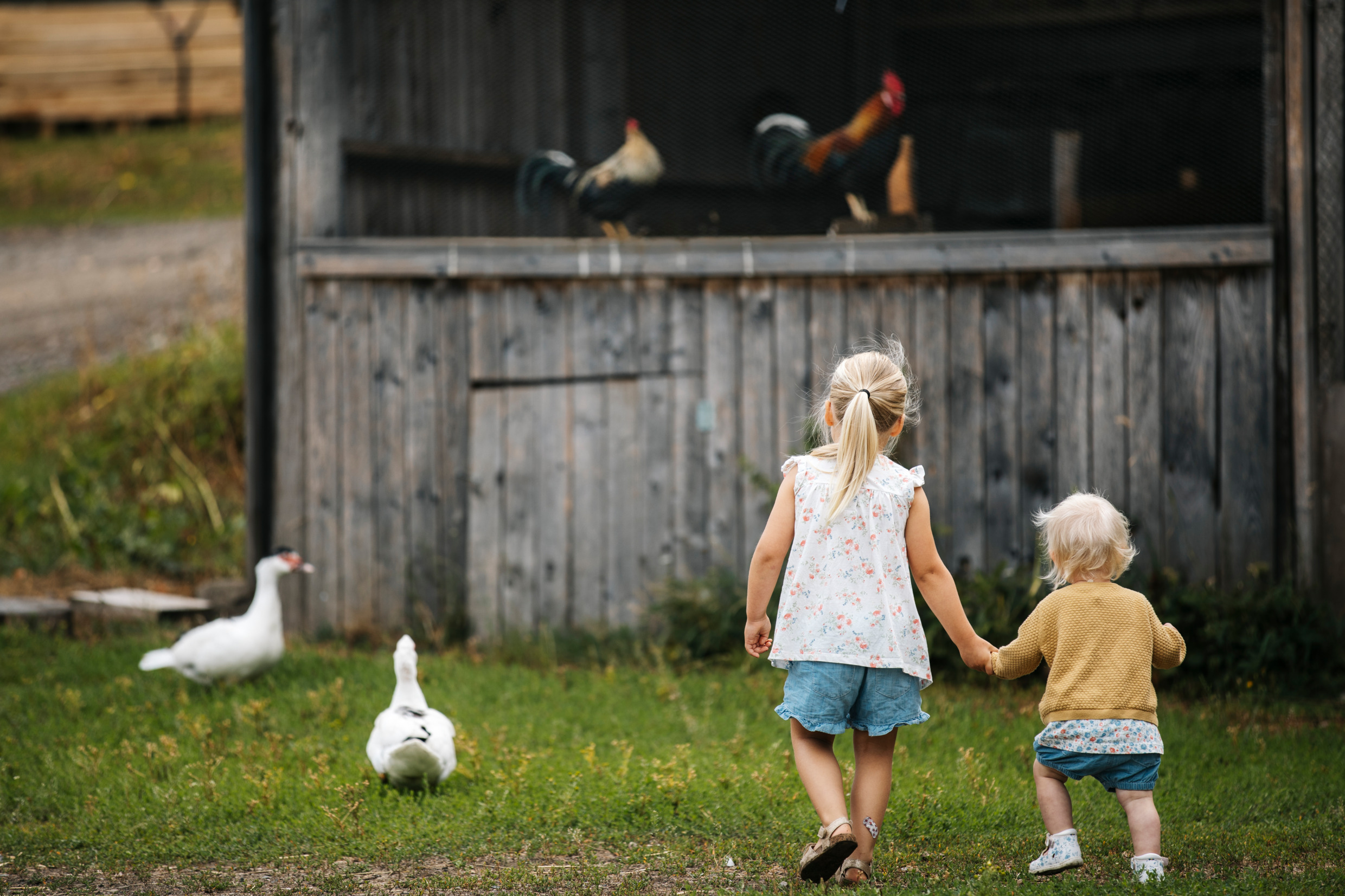 Twee kinderen lopen hand in hand naar eenden, hanen en een houten gebouw.