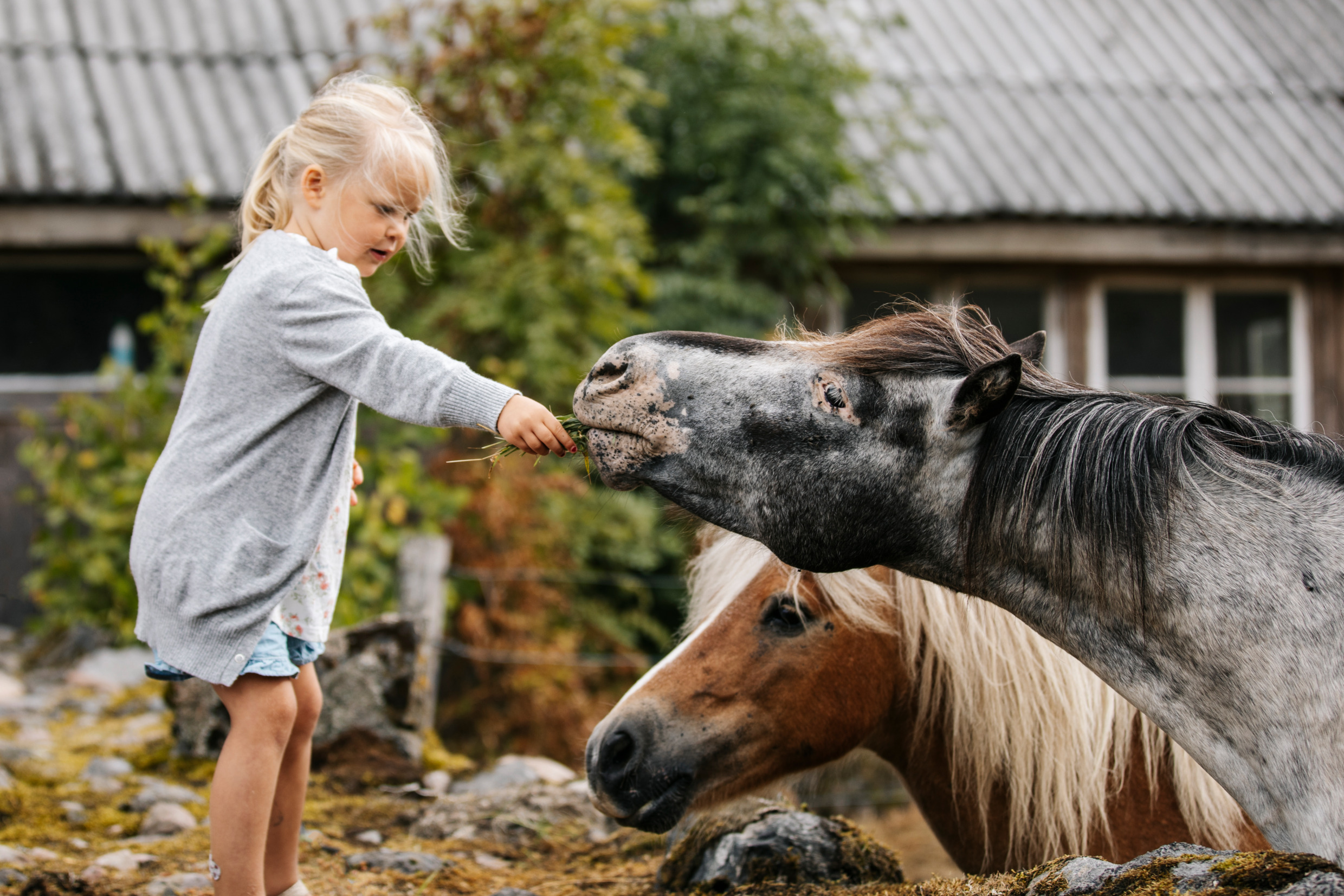 Een klein meisje voert twee paarden op een boerderij.