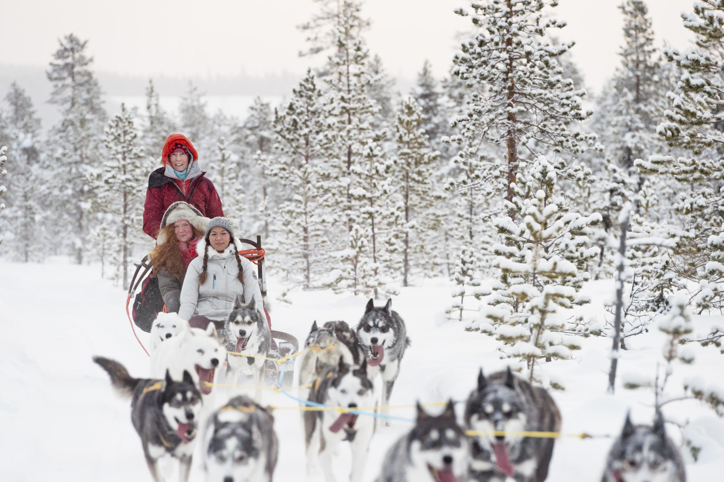 Dog sledding adventure