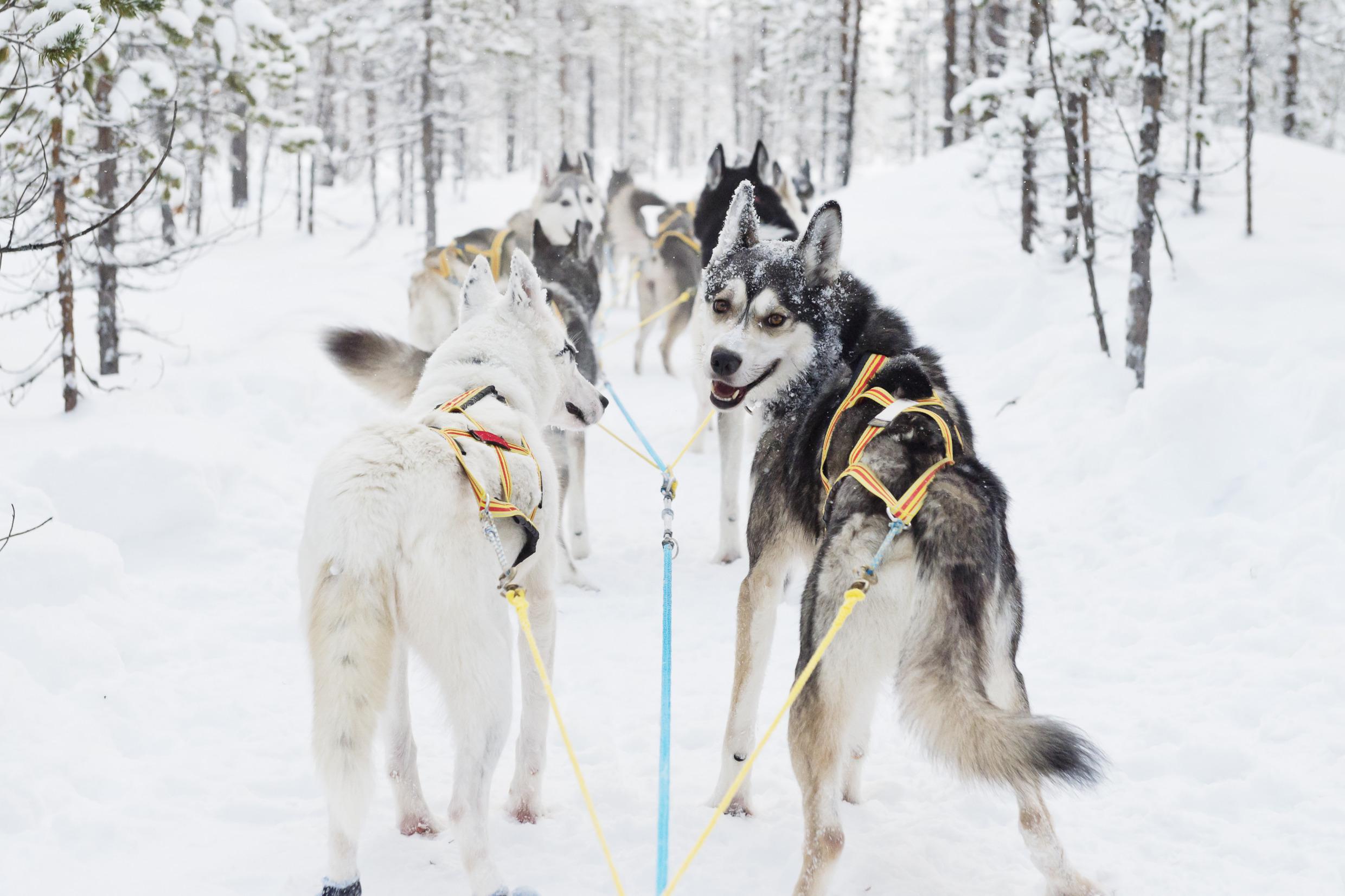 Chiens de traîneau dans les bois