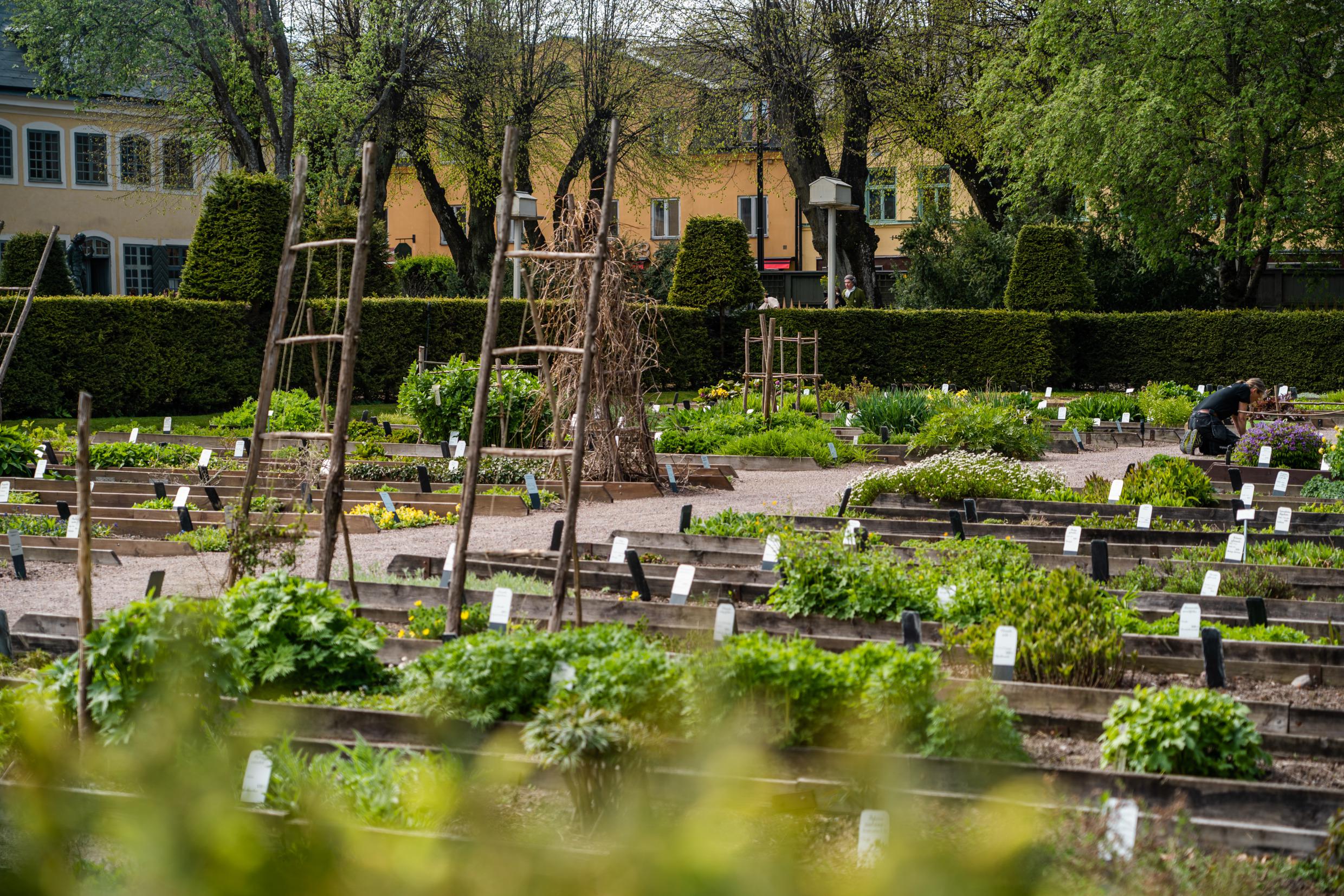 Cultures dans le jardin de Linné