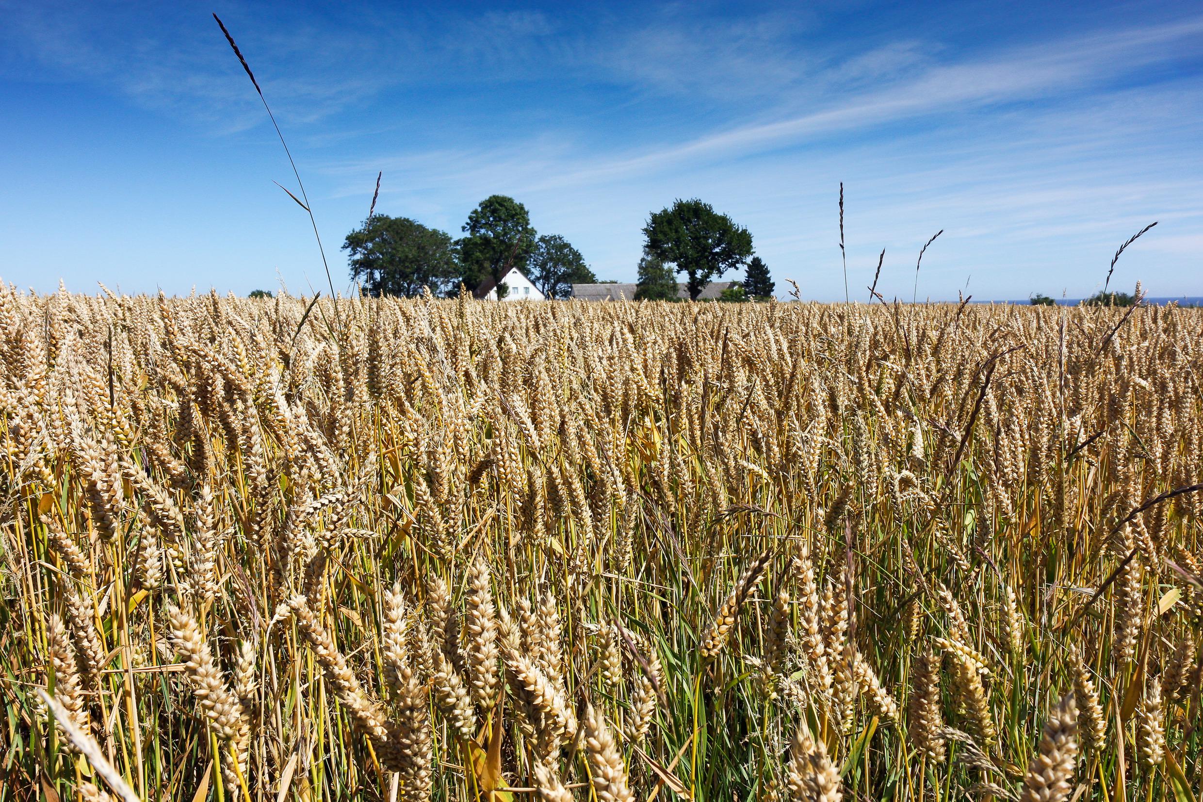Ein Feld des reifenden Weizens mit einem traditionellen Skåne-Bauernhaus im Hintergrund