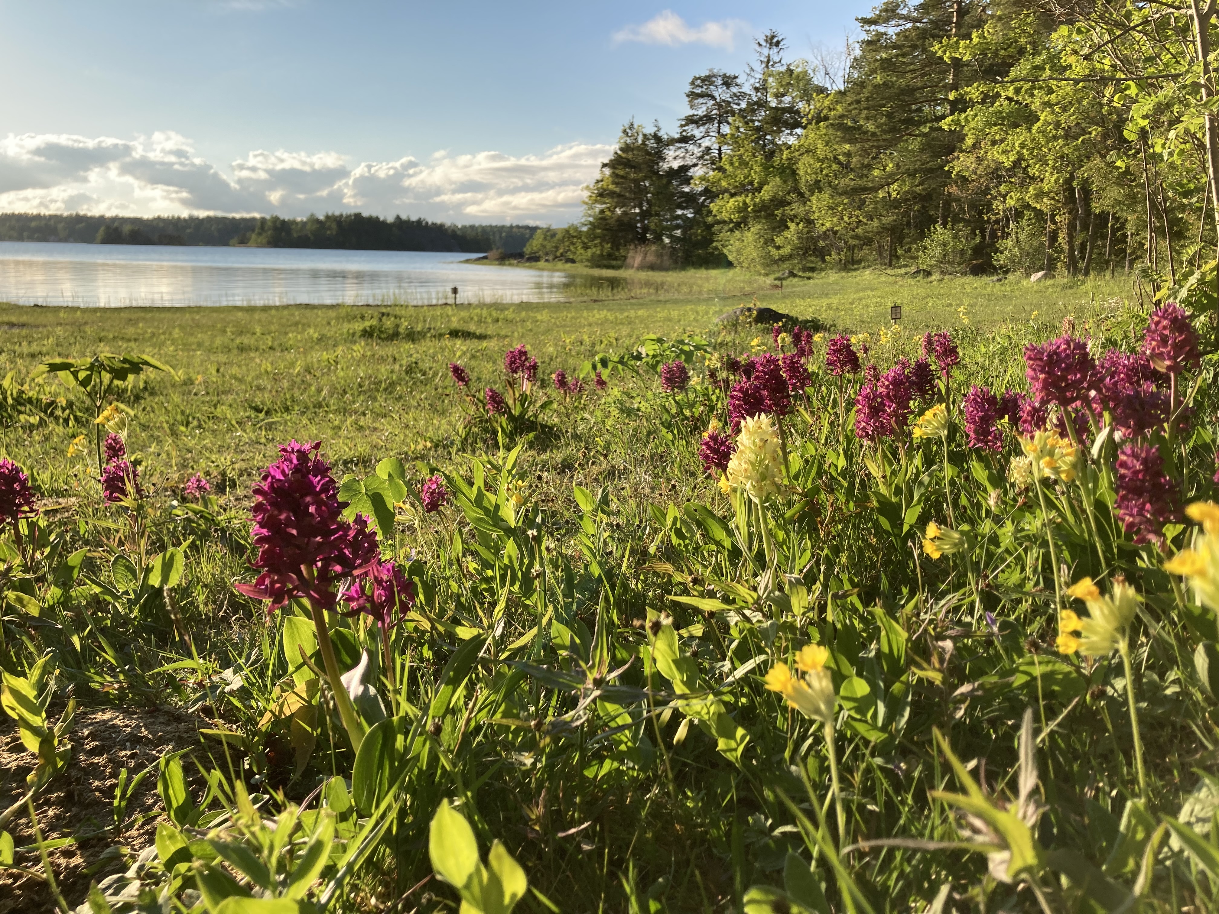 Flowering meadow with beautiful purple and yellow flowers with the water and forest in the background.