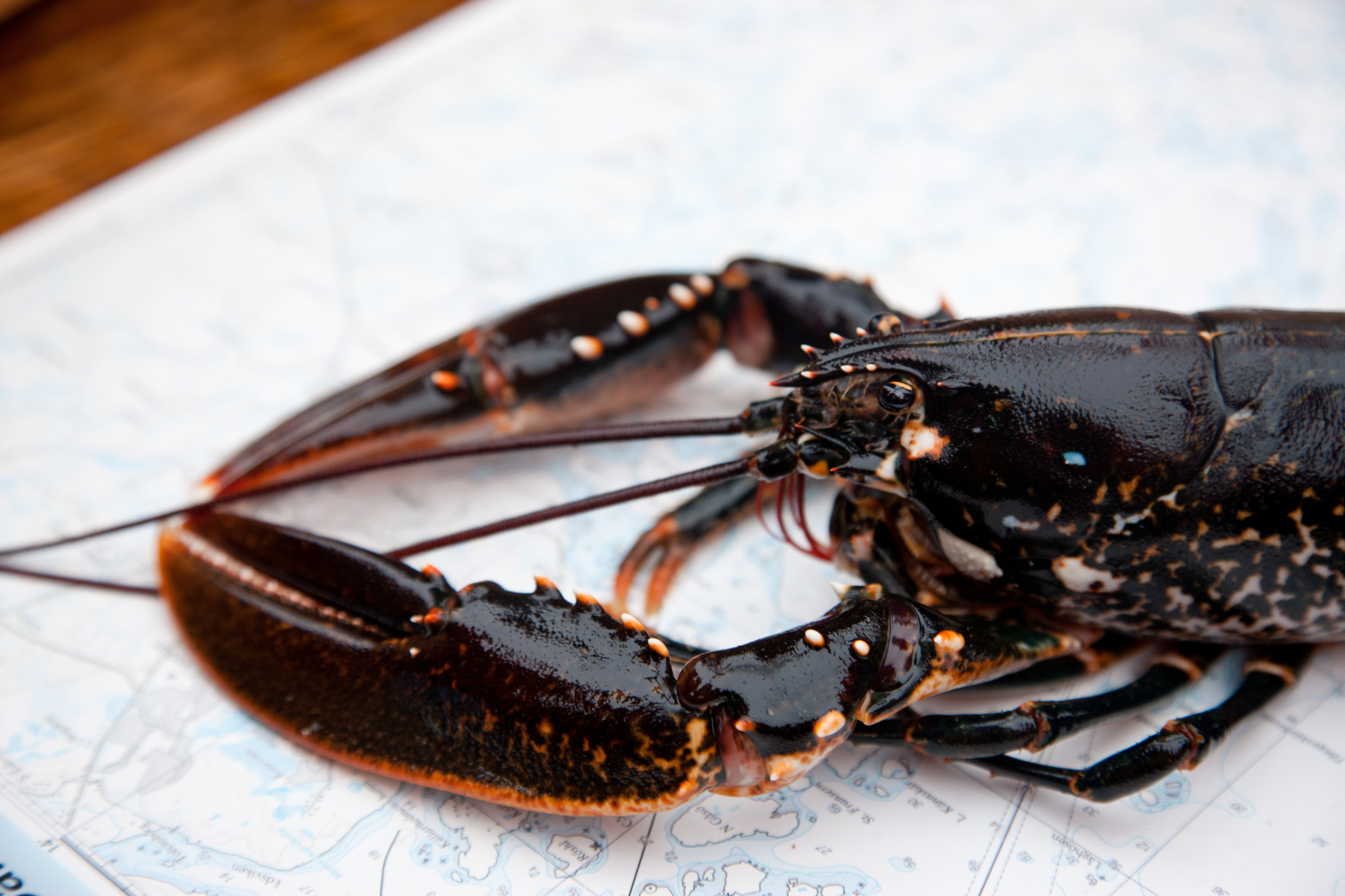 Lobster
