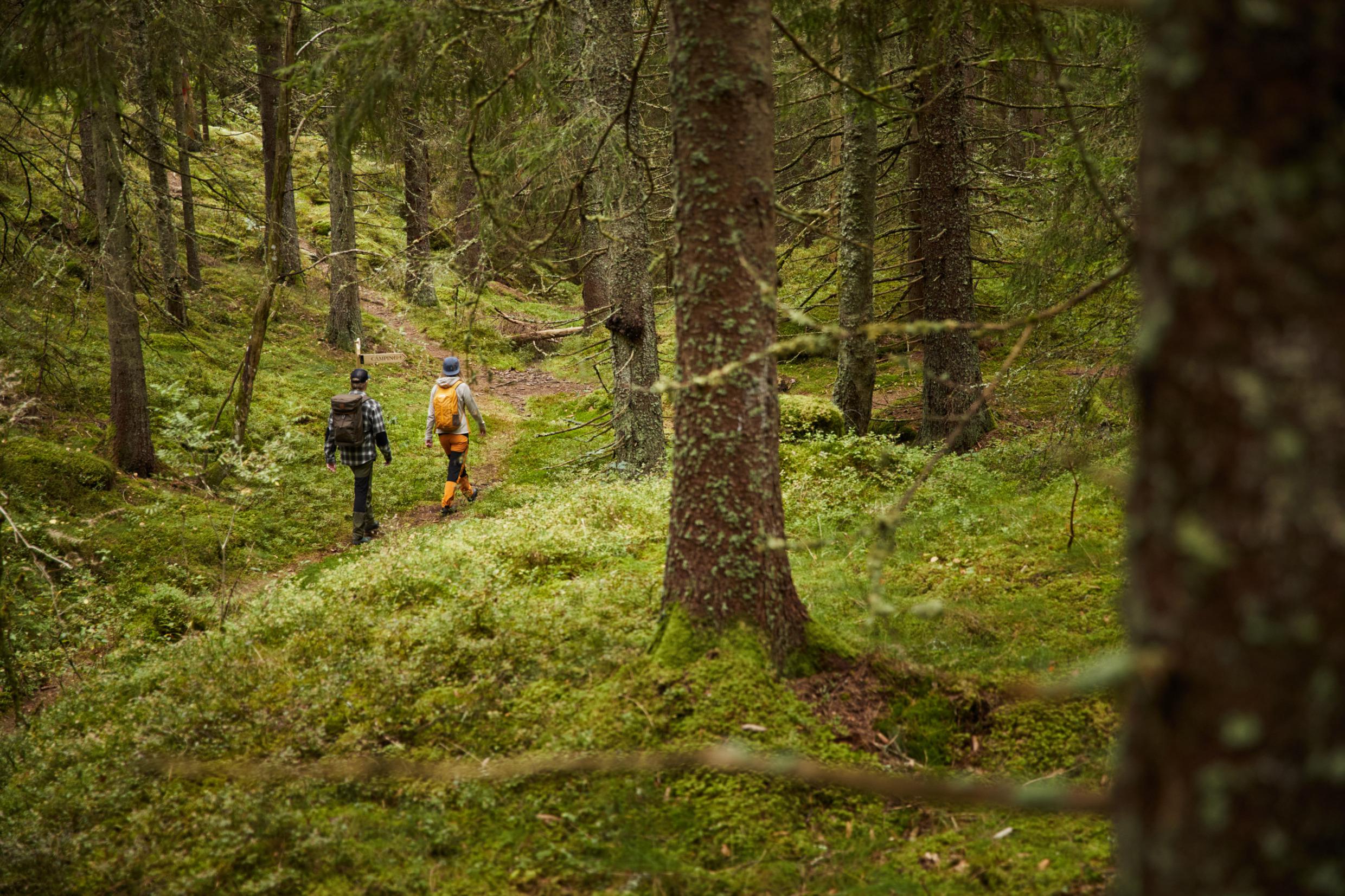 The back of a couple with backpack, hiking in the forest.