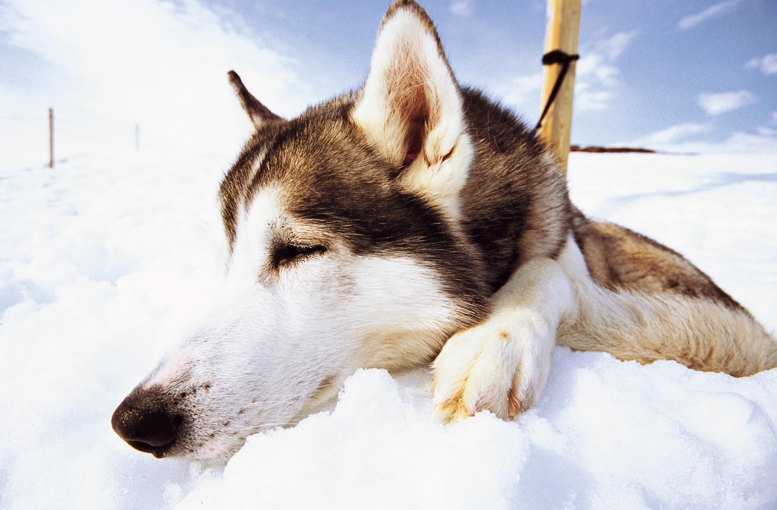 Schlittenhund, Abisko