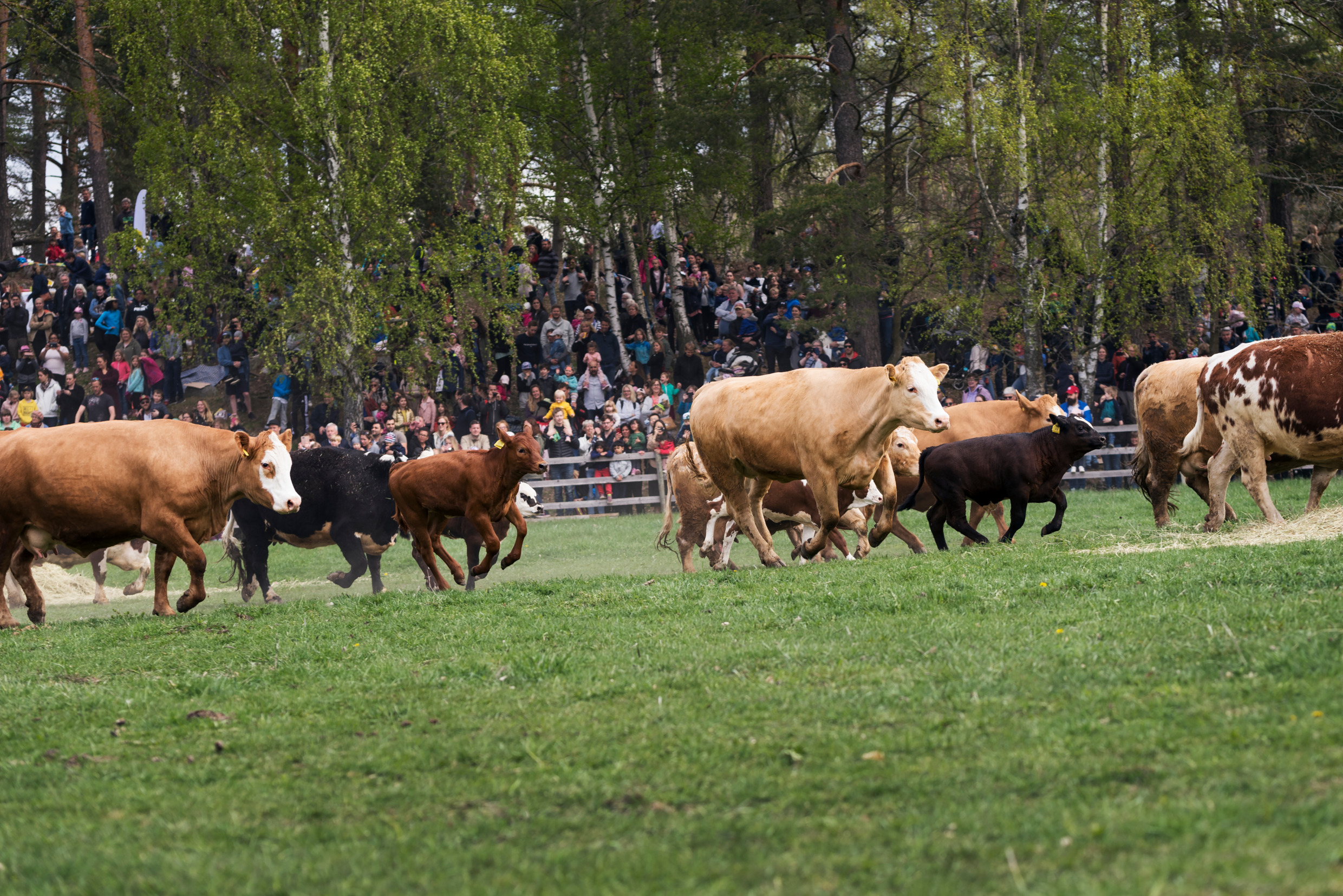People are watching as cows joyfully run in a meadow.