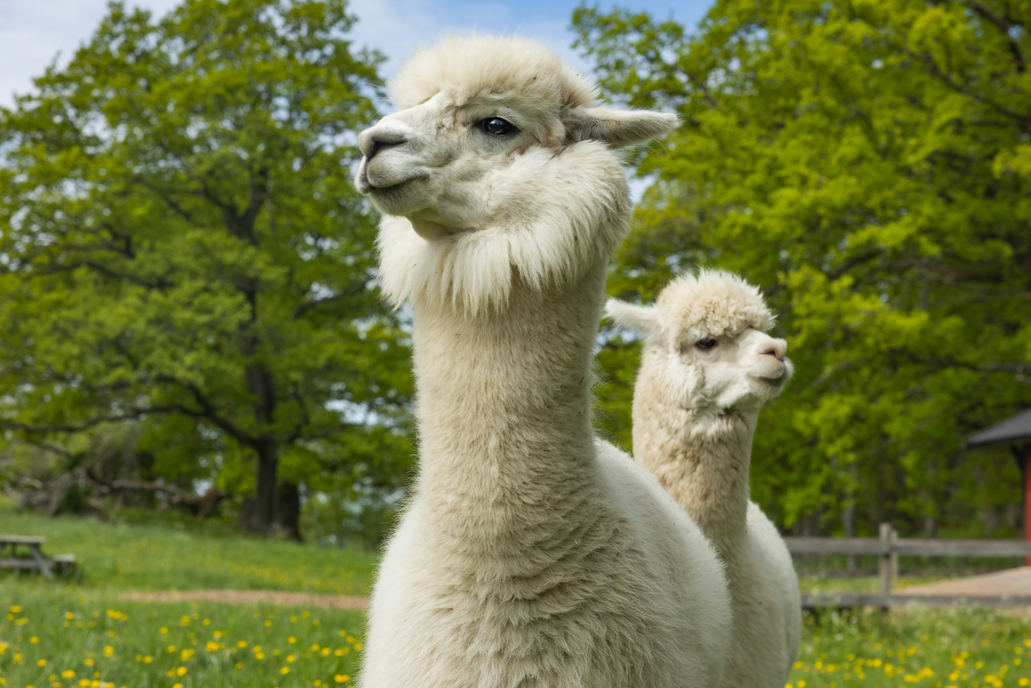 A close-up on three alpacas.
