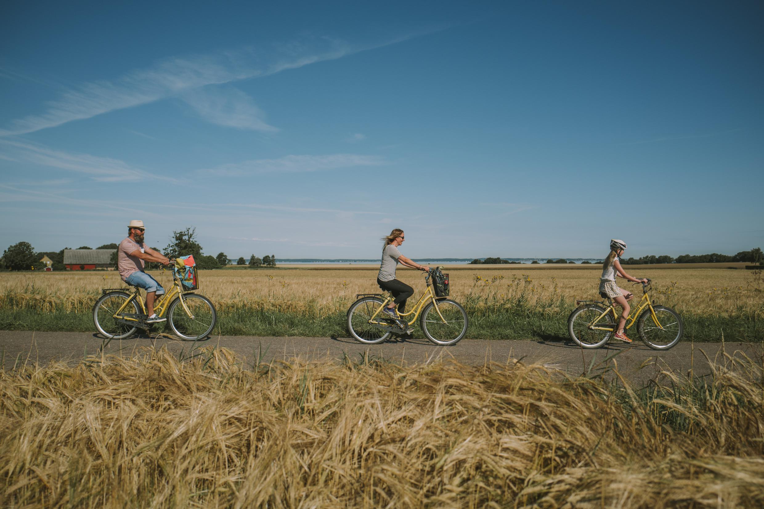 Een gezin van drie rijdt op gele fietsen op een weg tussen graanvelden.