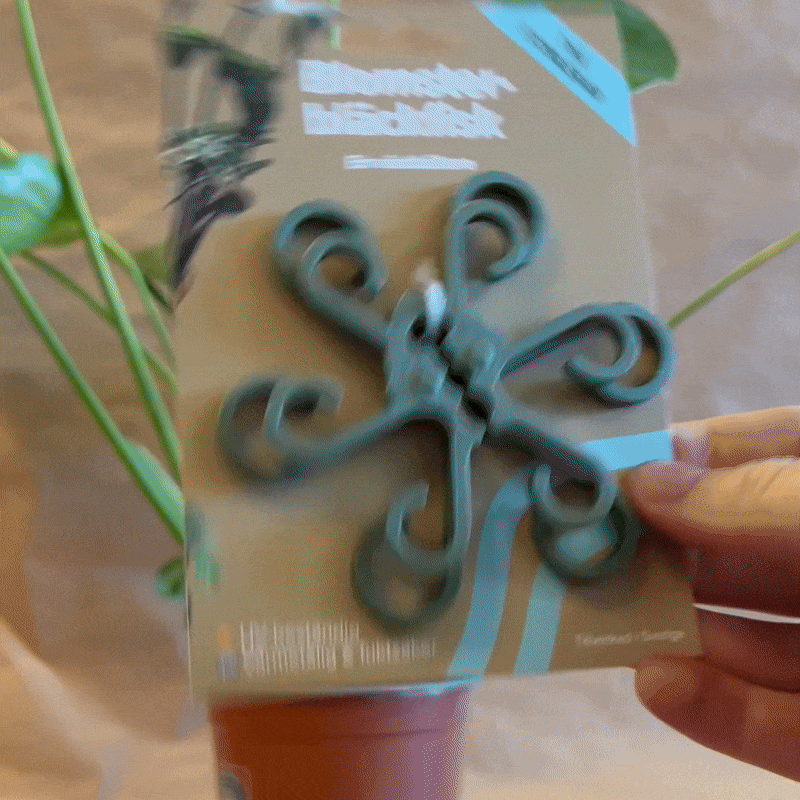 GIF på produkten: Växthållare Två-Pack, Till Monstera Växter - Blomster Bläckfisk