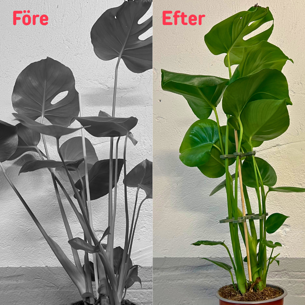 bild nr 1 på produkten: Växthållare Två-Pack, Till Monstera Växter - Blomster Bläckfisk