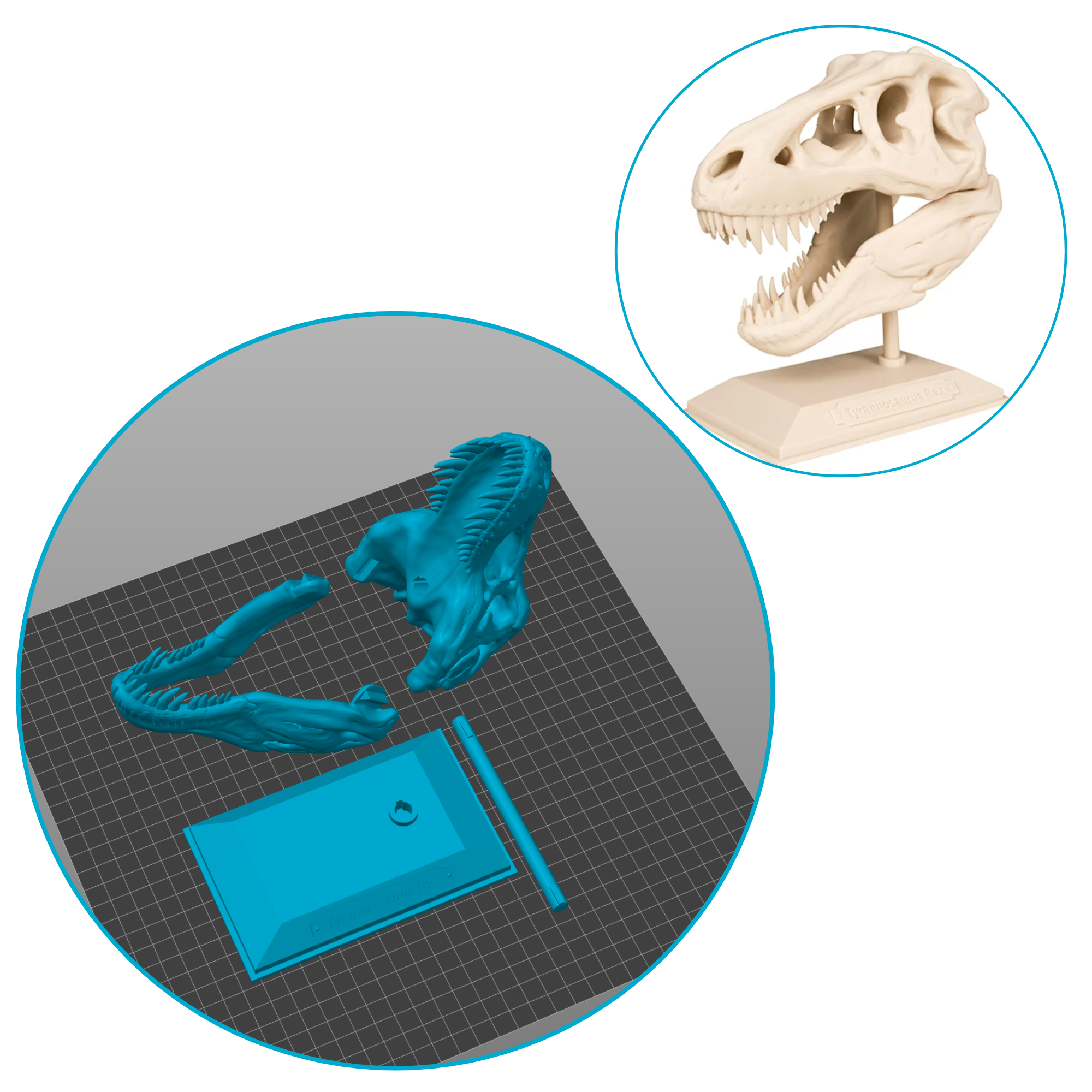 Bild på 3D printad produkt med namn: T-rex Modell Skalle 