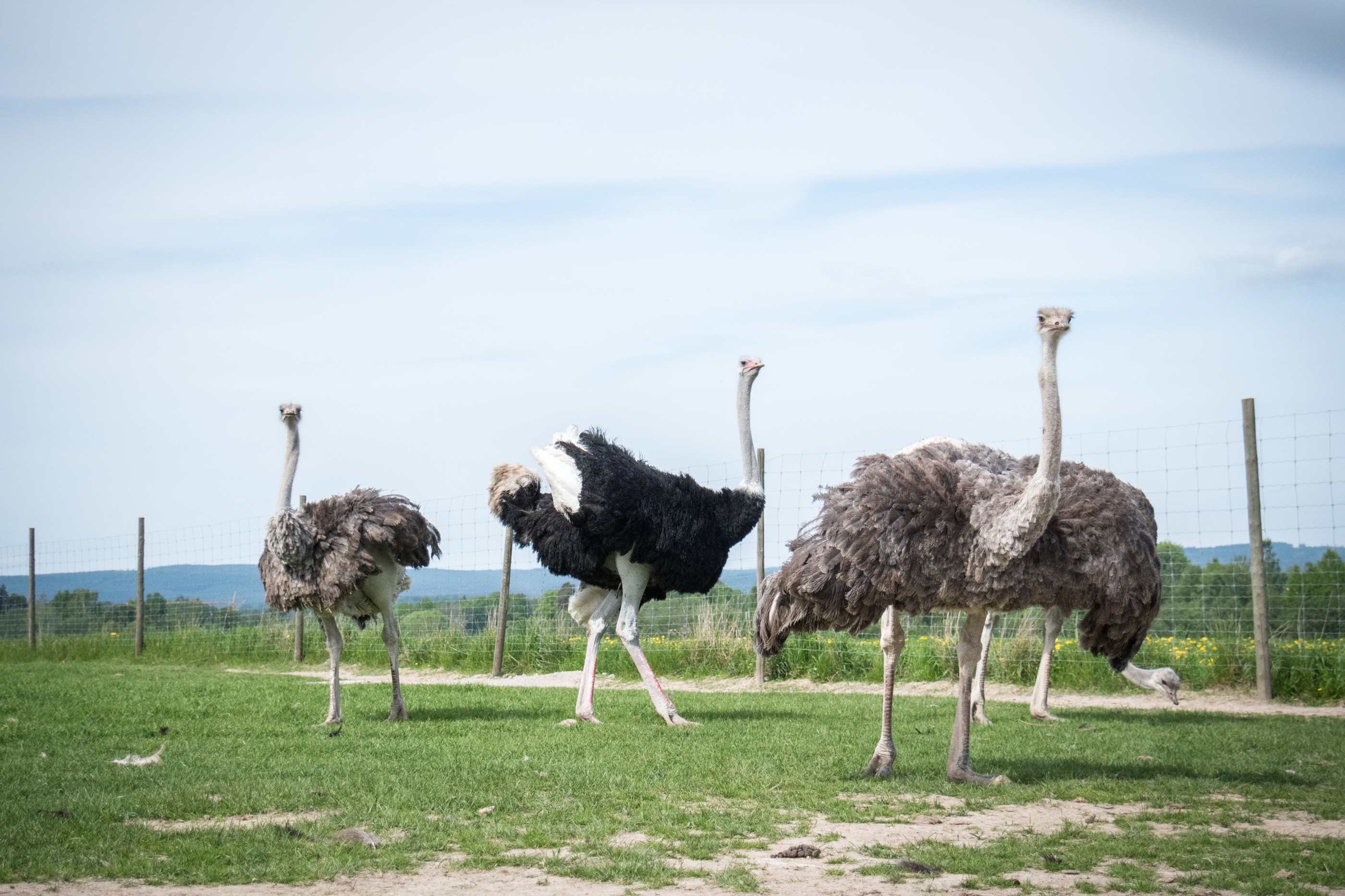 Strutsar
