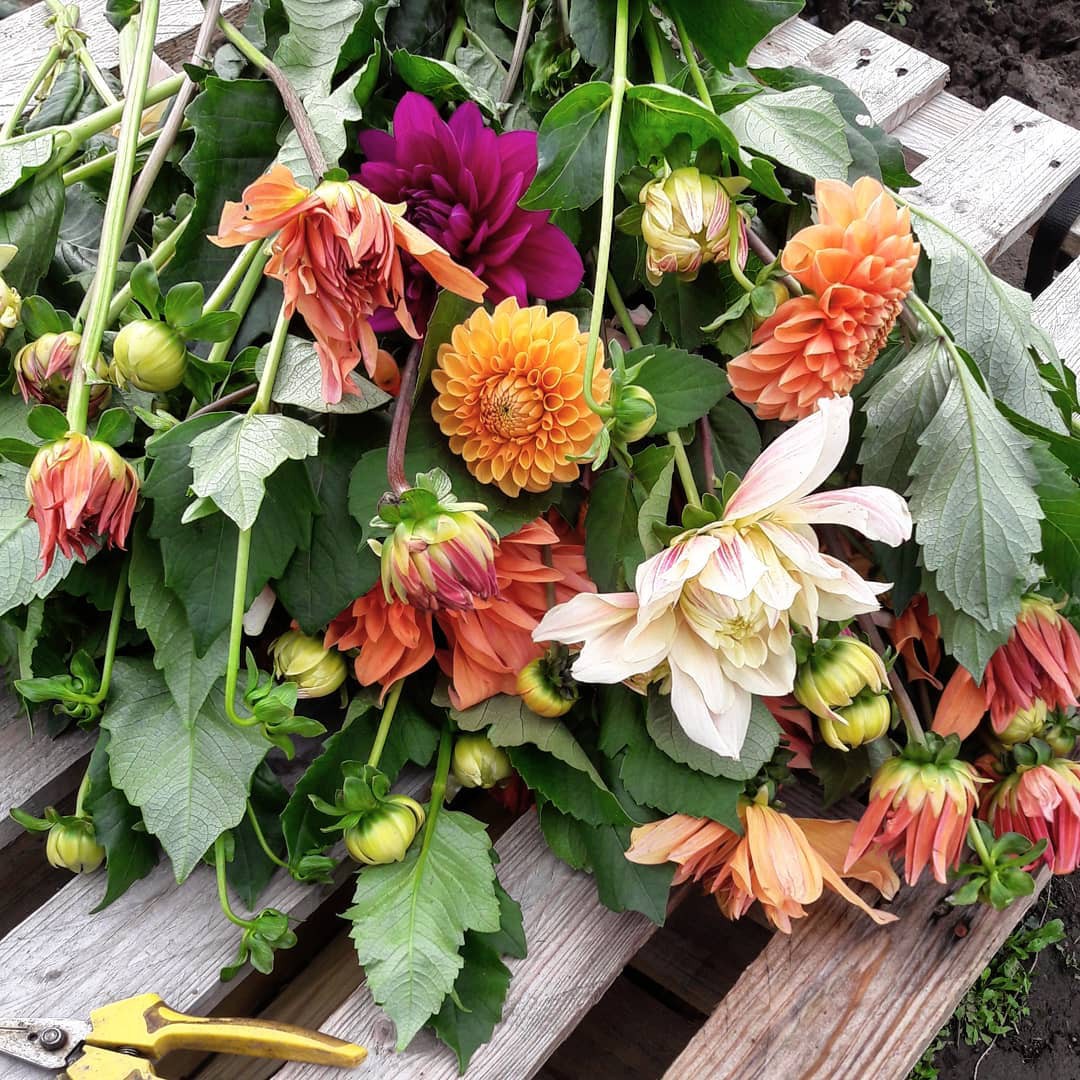 Blomsterfarmen & Naturgården