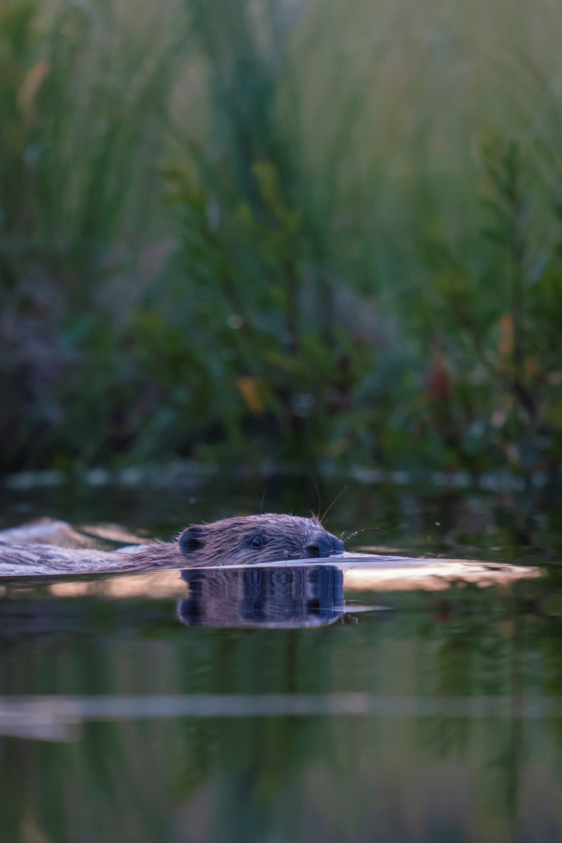 Bäversafari i skymningen