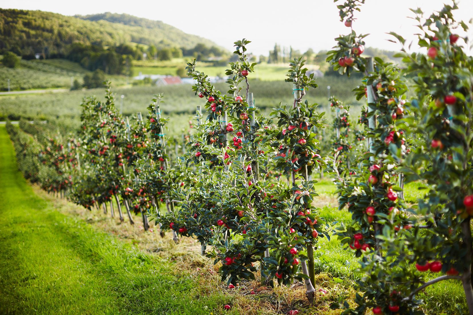 Rudenstams Gårdsbutik & Kafé