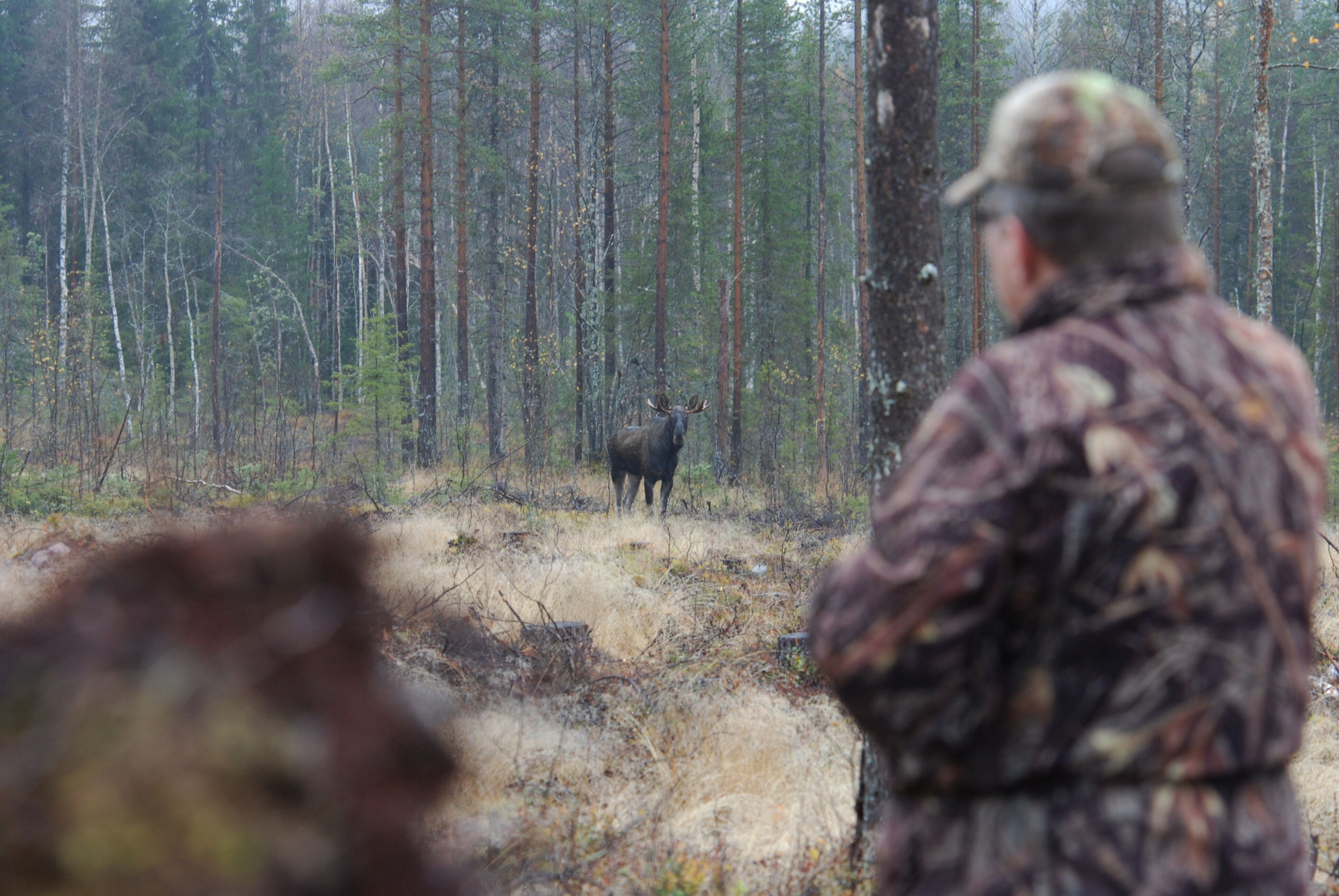 Viltsafari med Hide & see