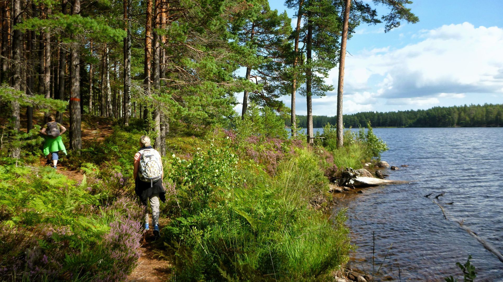 Guidad vandring runt Nävsjön