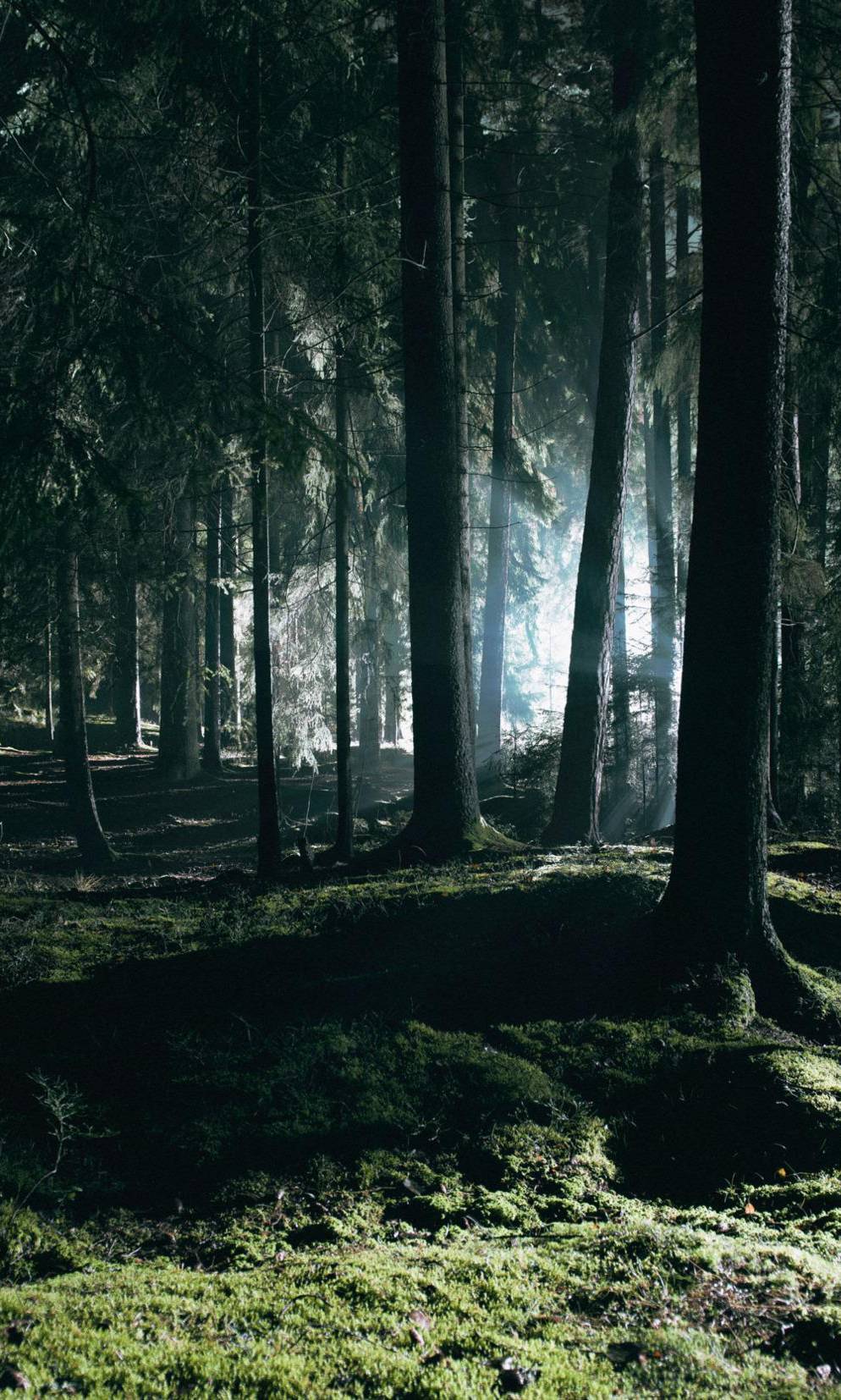 A pine forest during the night. Further into the forest, a light is shining.