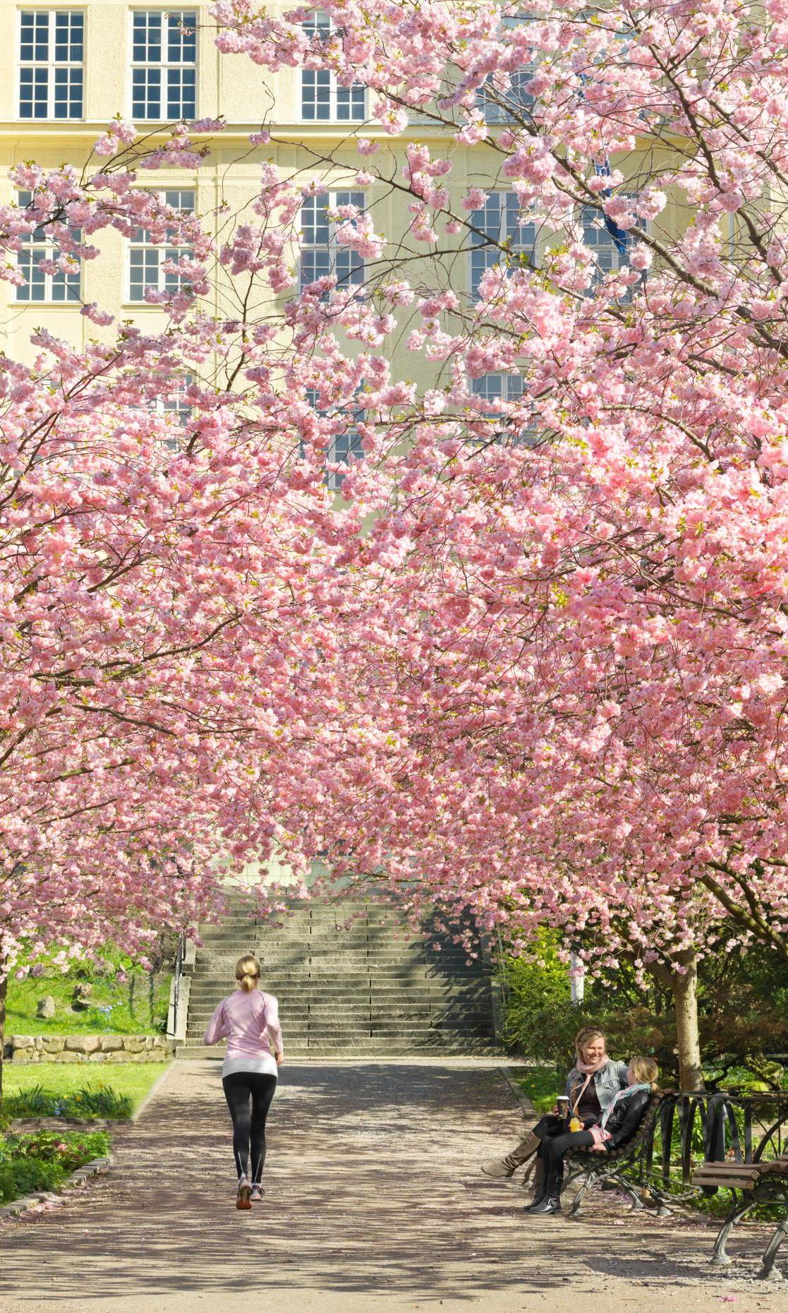 A woman is jogging and two women are sitting on a bench in a park full of blooming cherry blossoms trees.