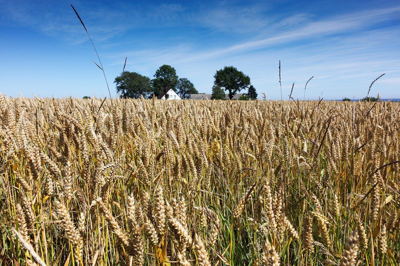 Wheat field