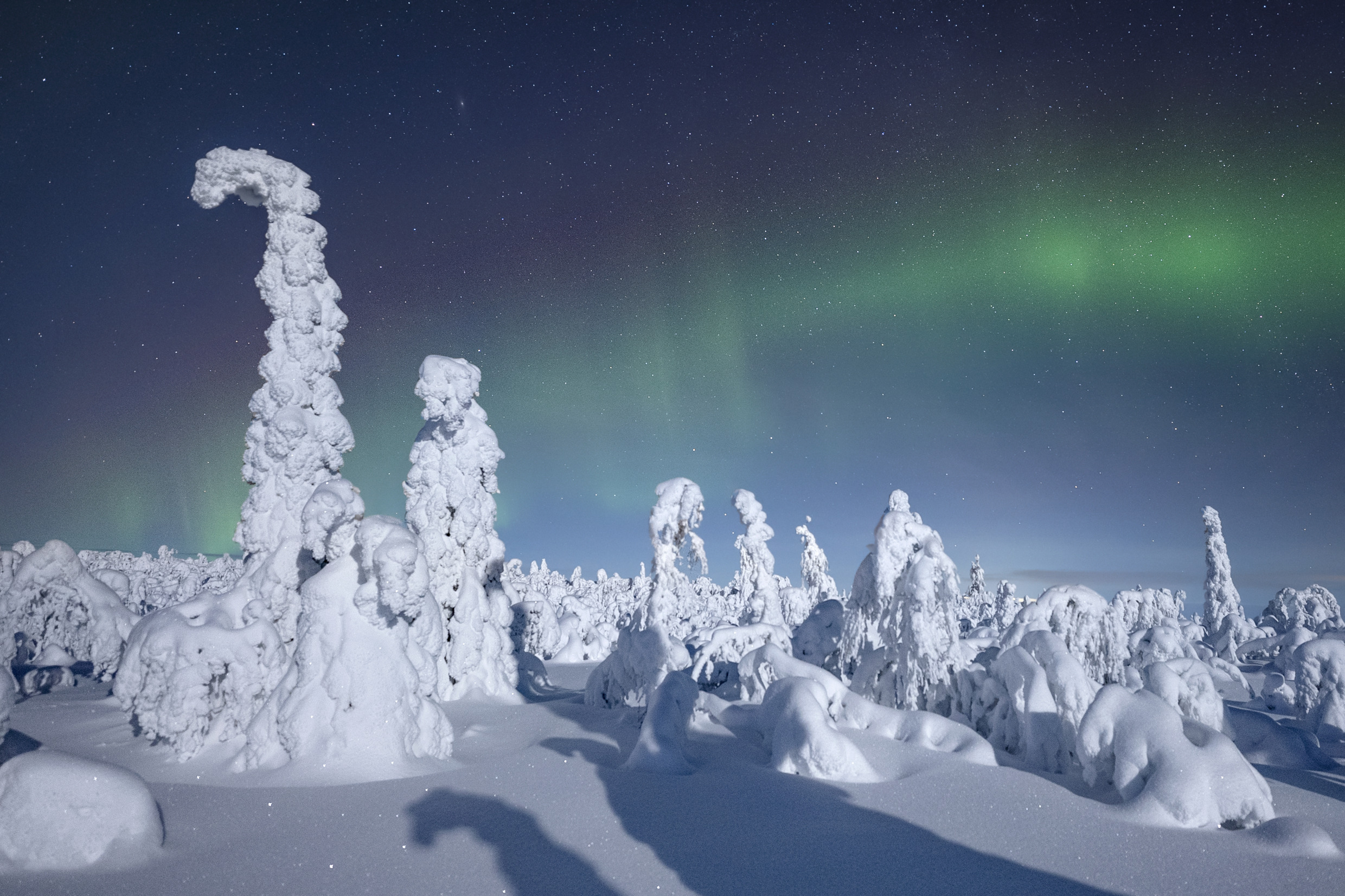 Northern Lights above snow-covered, sculptural trees near Gällivare, Swedish Lapland.