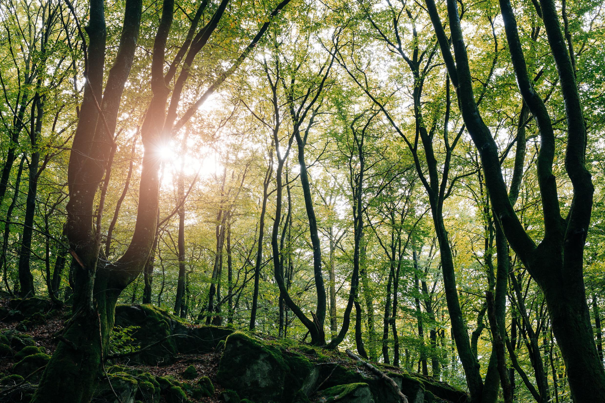 Forest