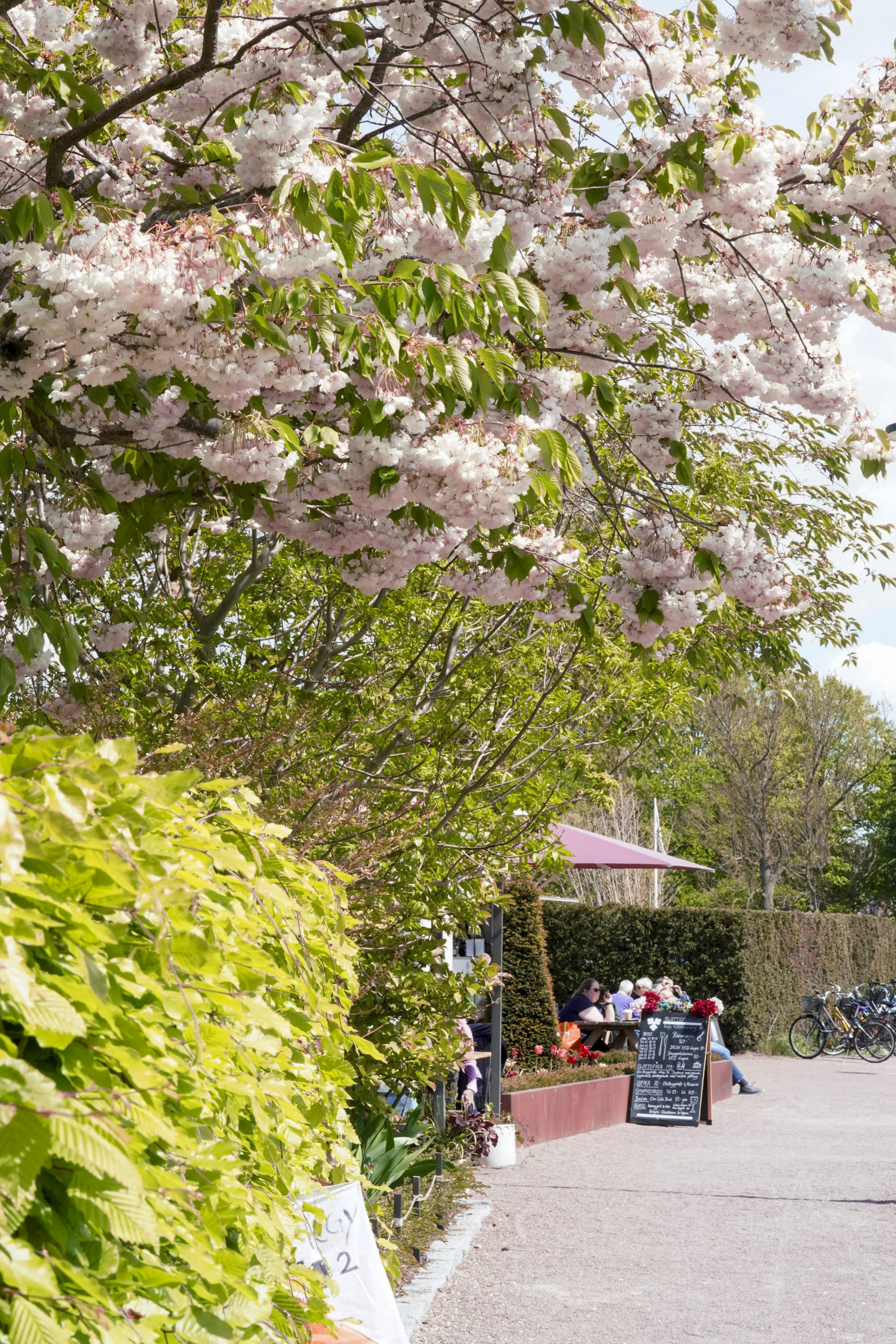 A tree blooms with pink flowers. Further away is an outdoor café.