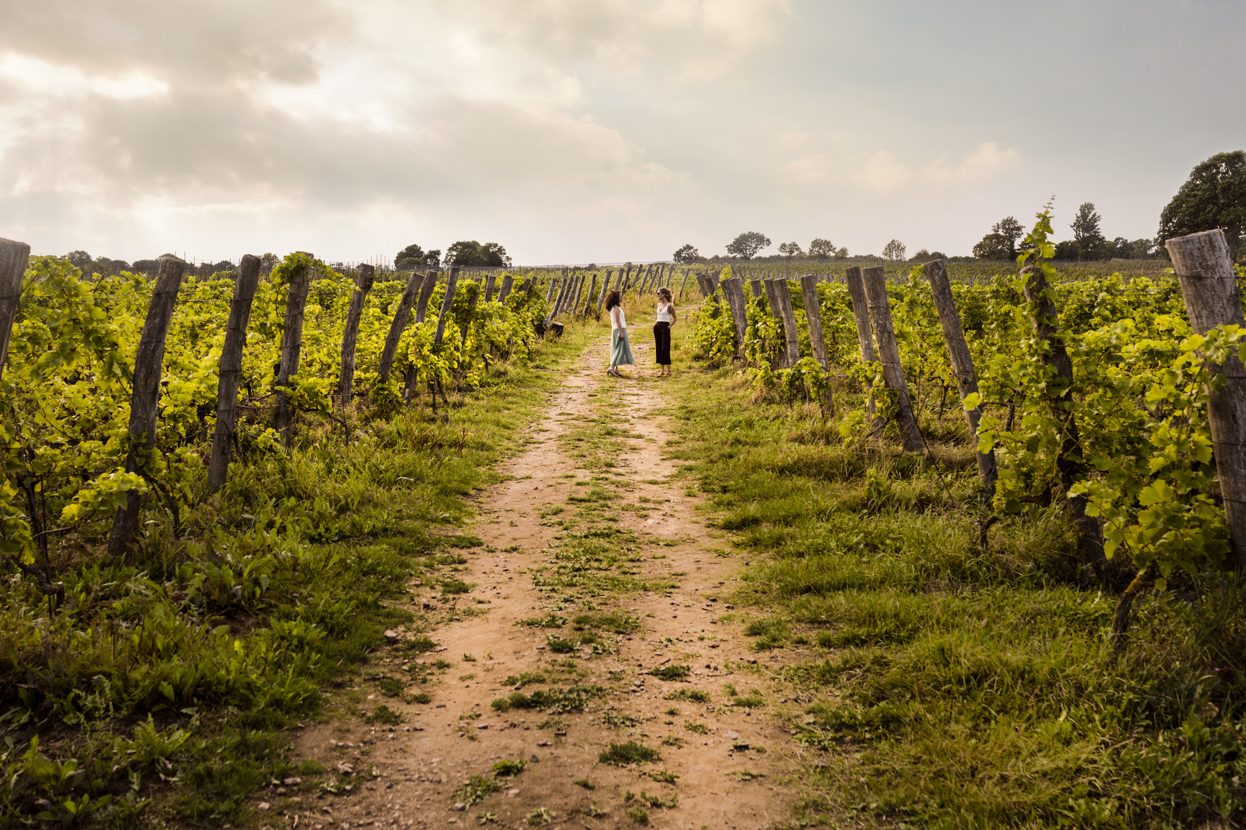 Zwei Leute spazieren auf einem Weinbergweg bei Arilds Vingård in Südschweden, umgeben von grünen Weinreben und einem teilweise bewölkten Himmel.