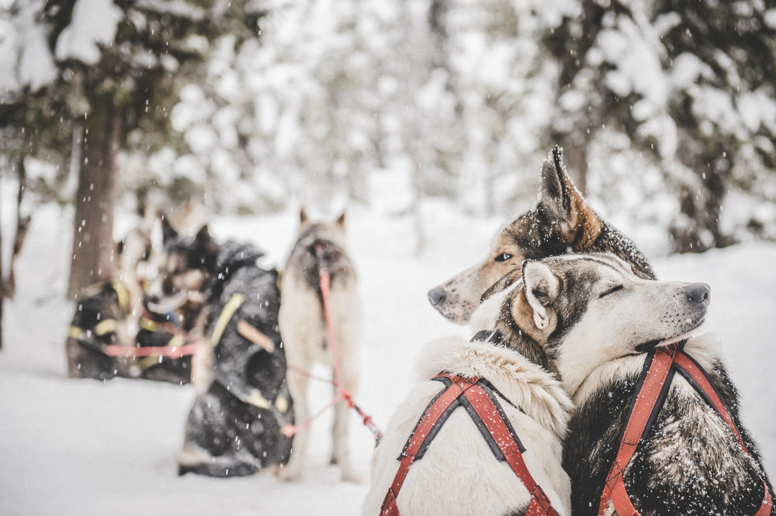 Huskies warten als Hundeschlittenteam gespannt auf ihre Tour.