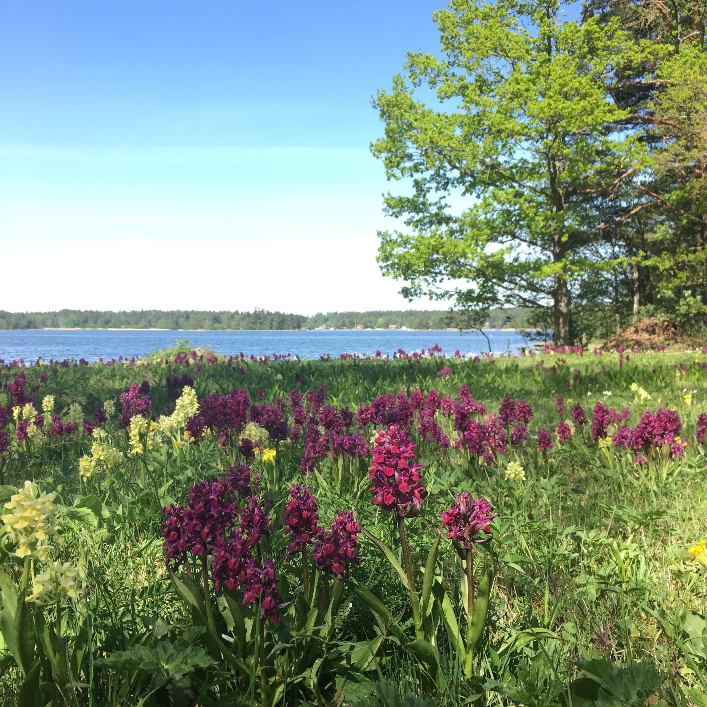 Ängsö national park