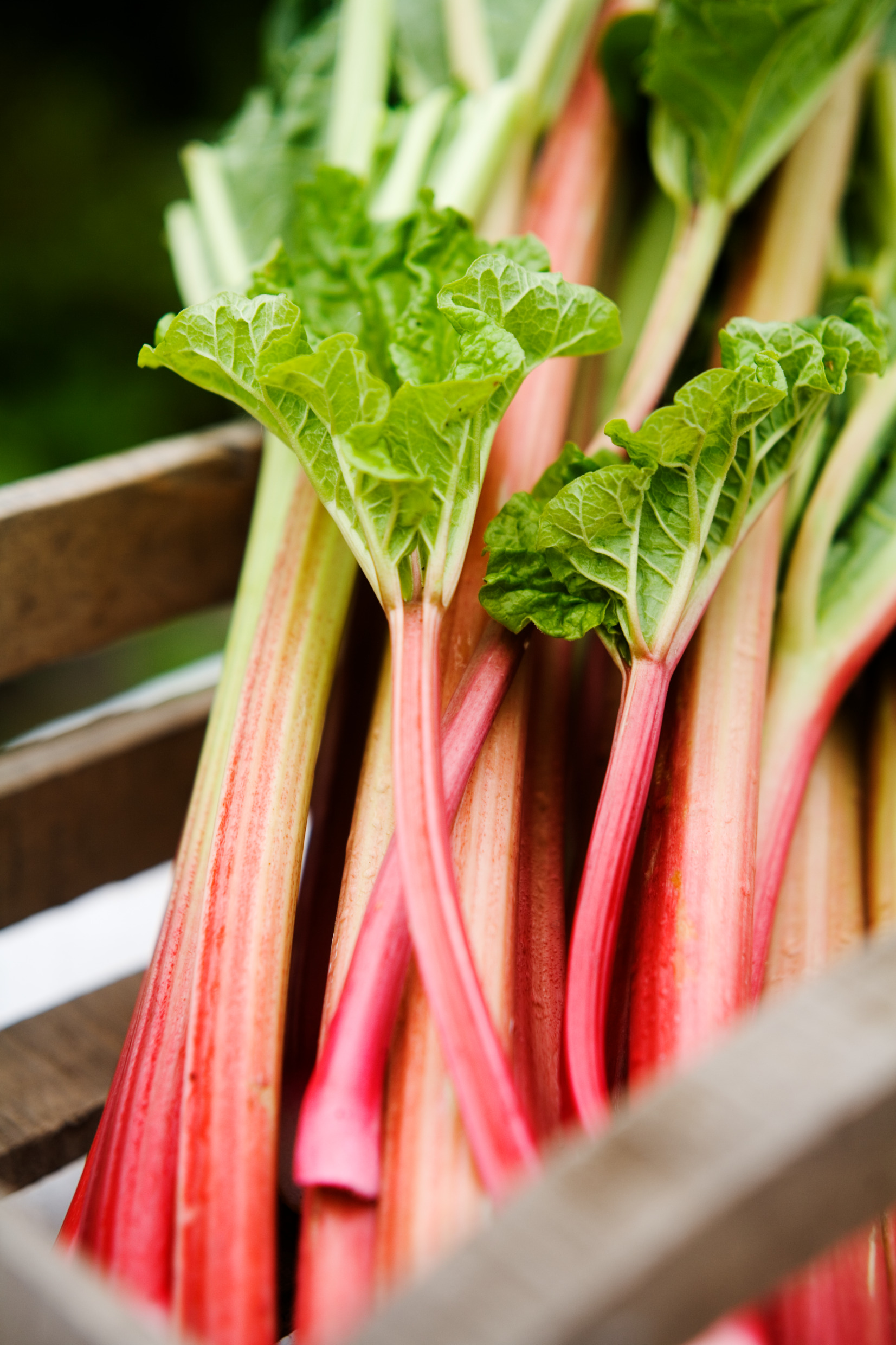 Locally grown and freshly picked rhubarb.