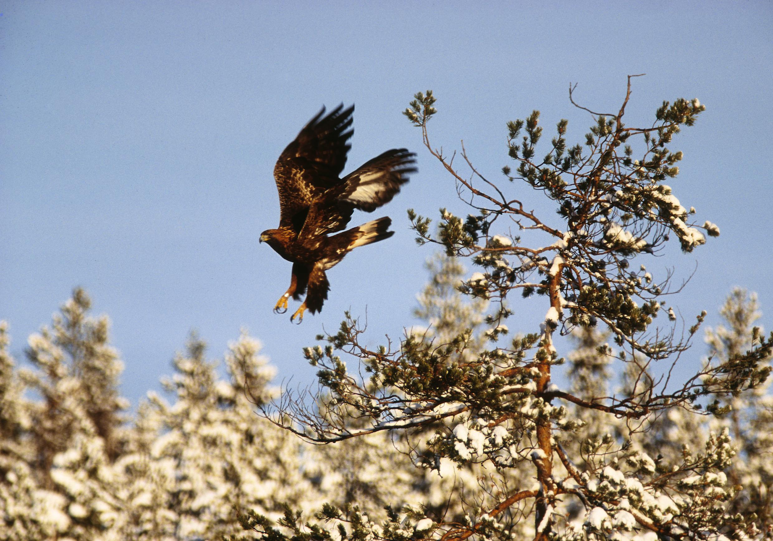 Steinadler
