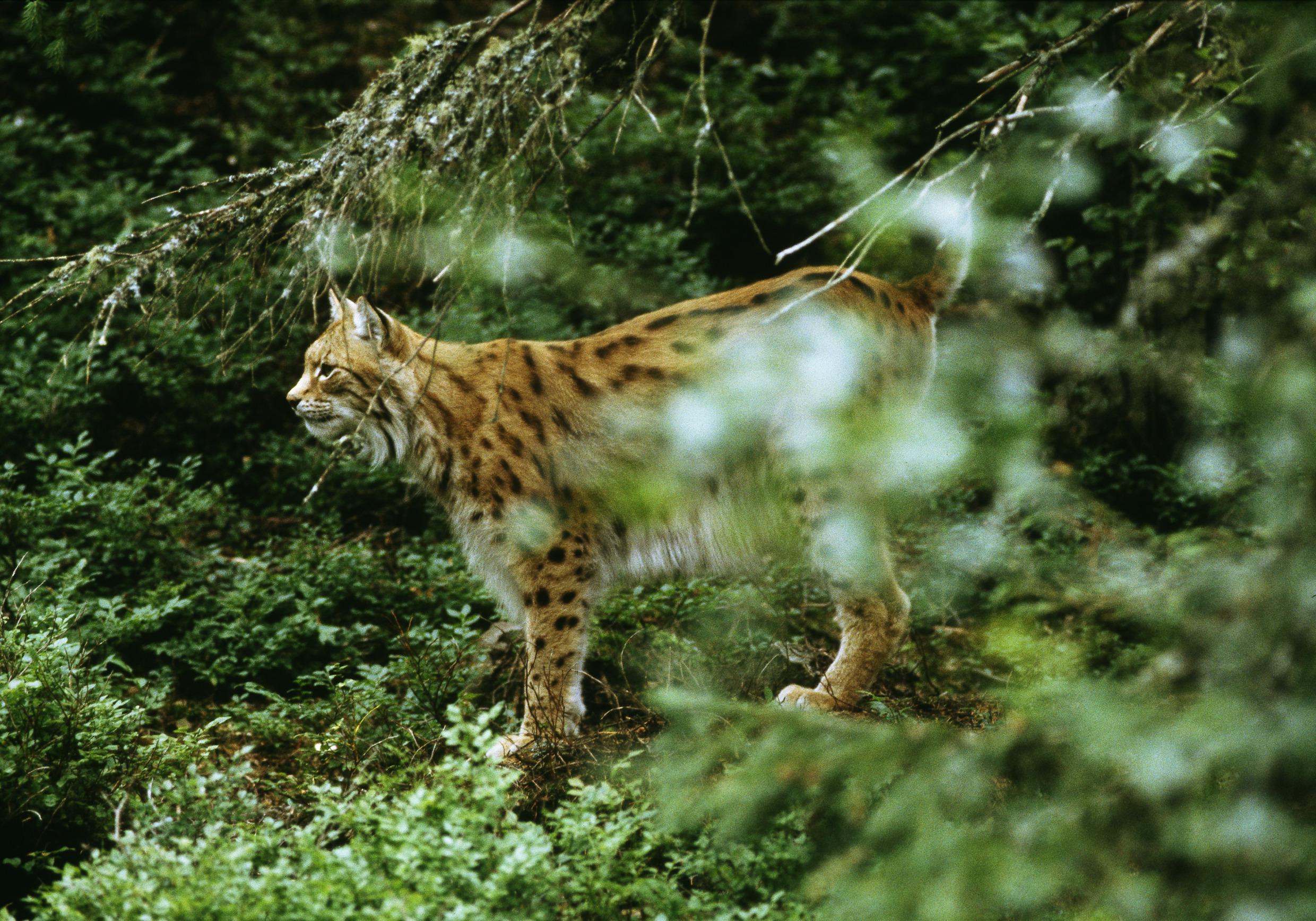 Luchs