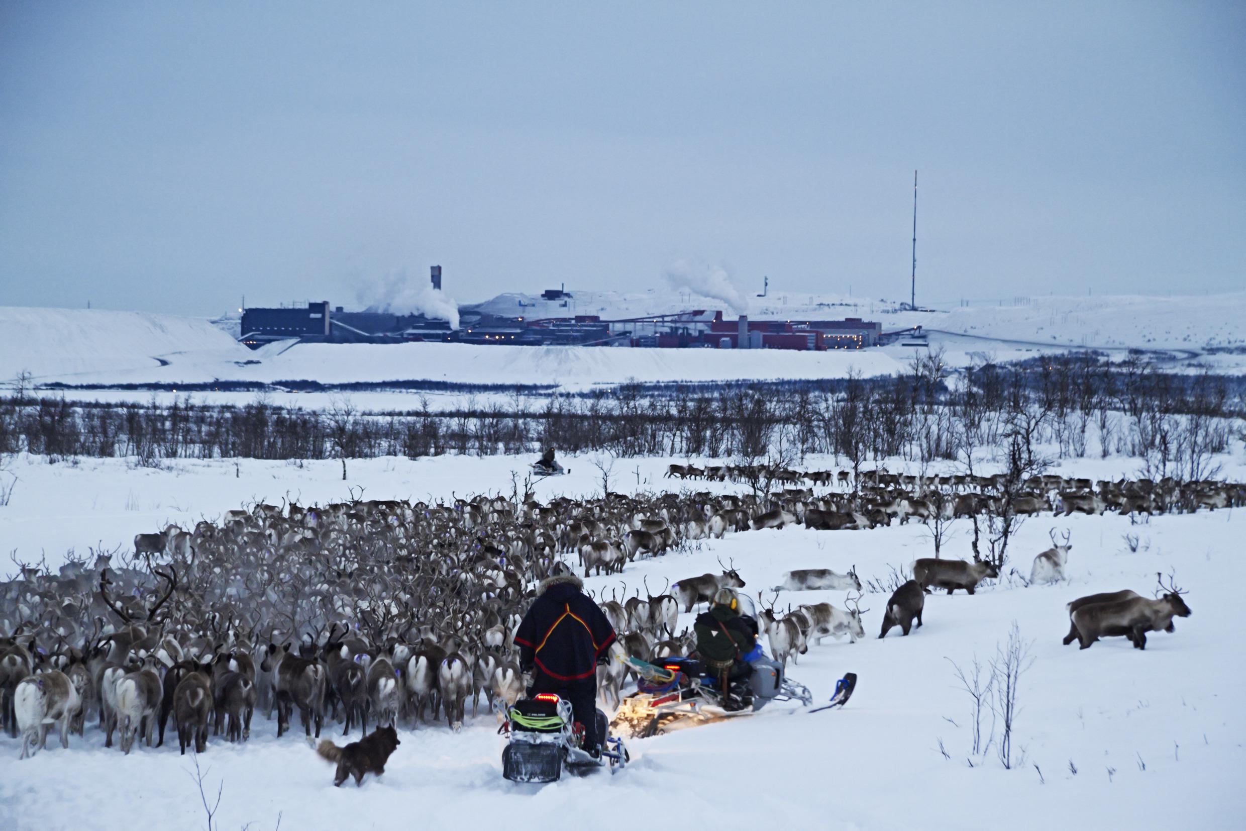 Rentiere in Schwedisch Lappland.