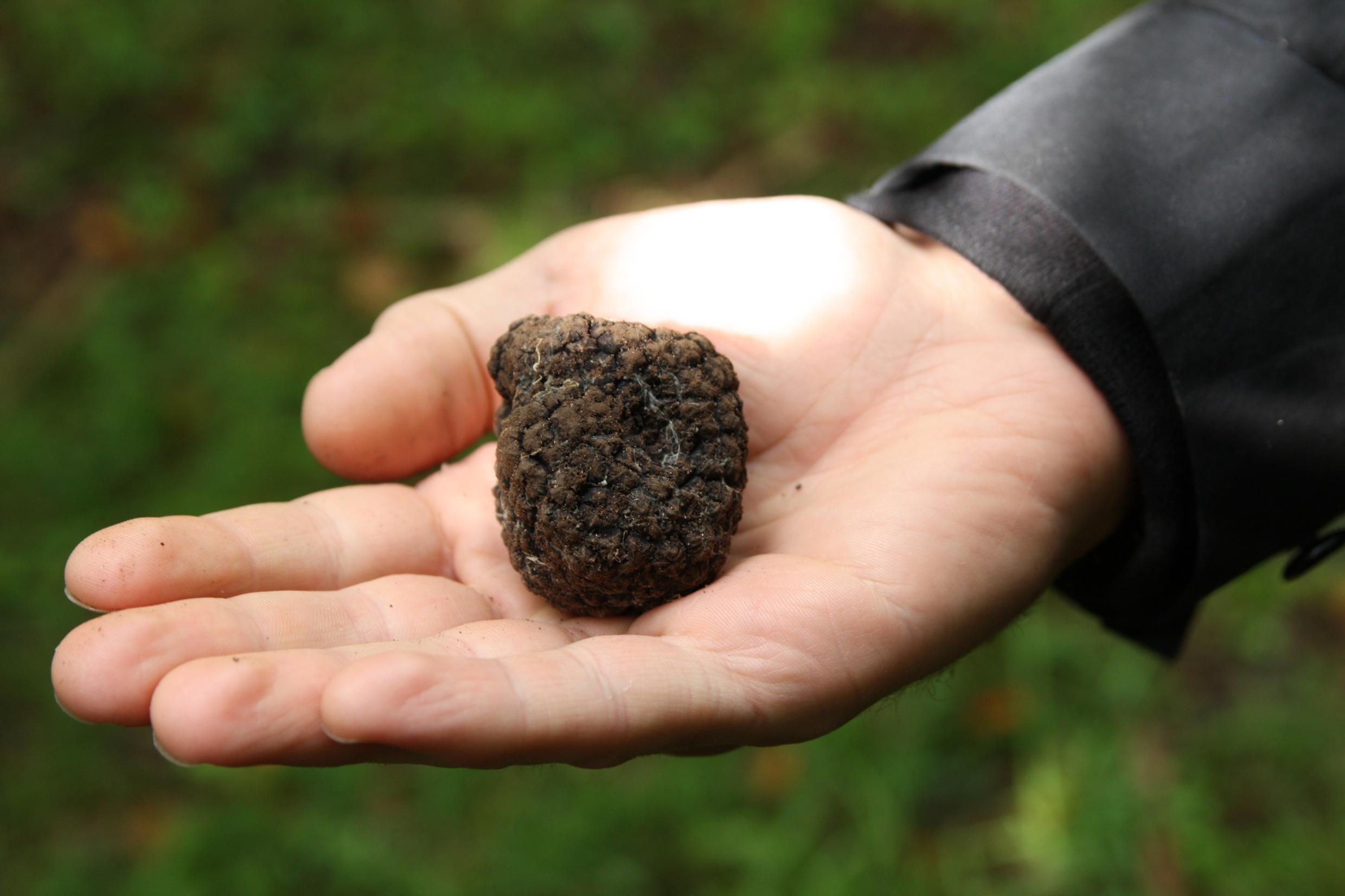 La truffe, l'or noir de Gotland