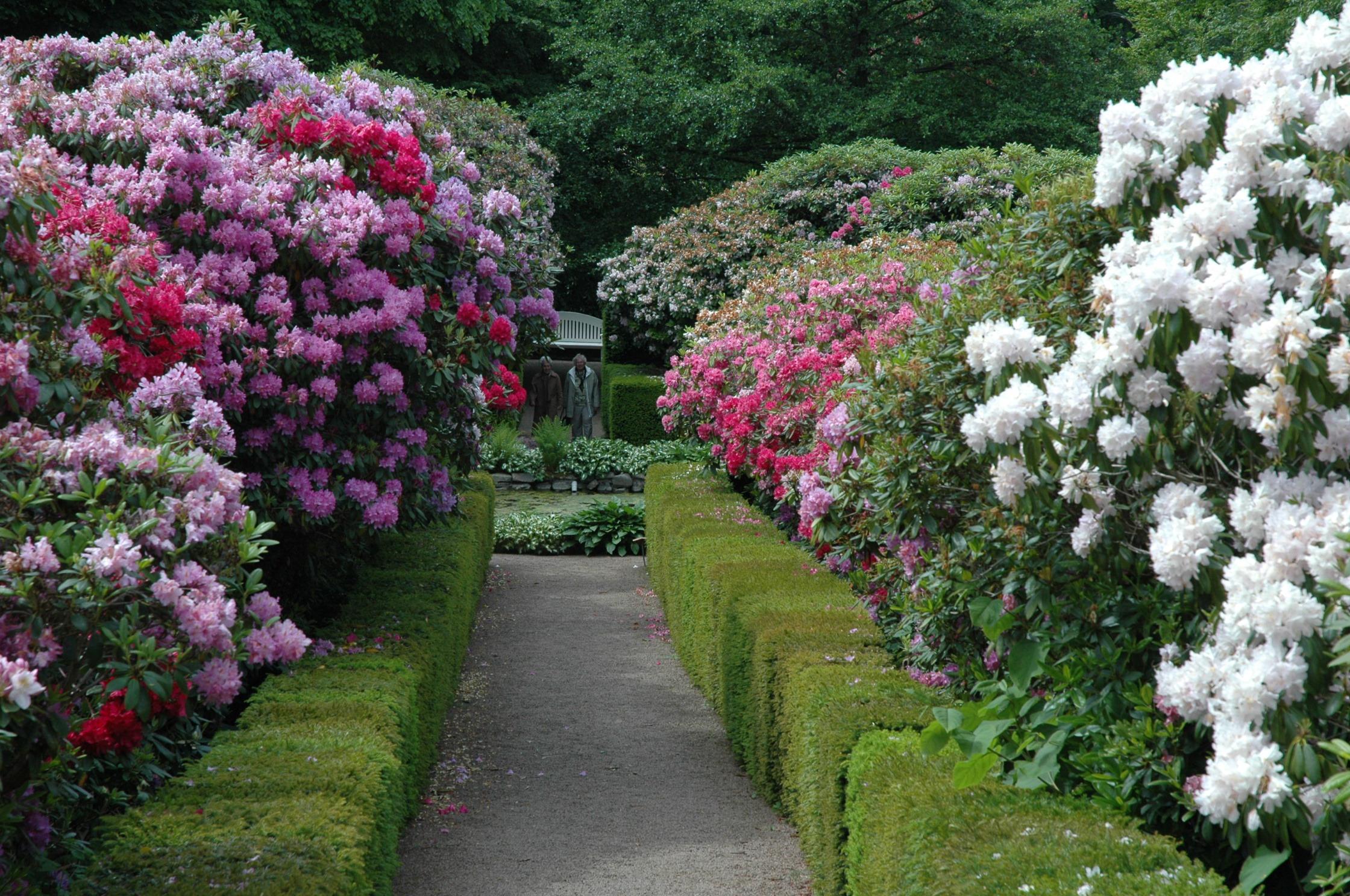 Ein Weg führt geradeaus mit sorgfältig geschnittenen Hecken und riesigen, blühenden Rhododendren an beiden Seiten