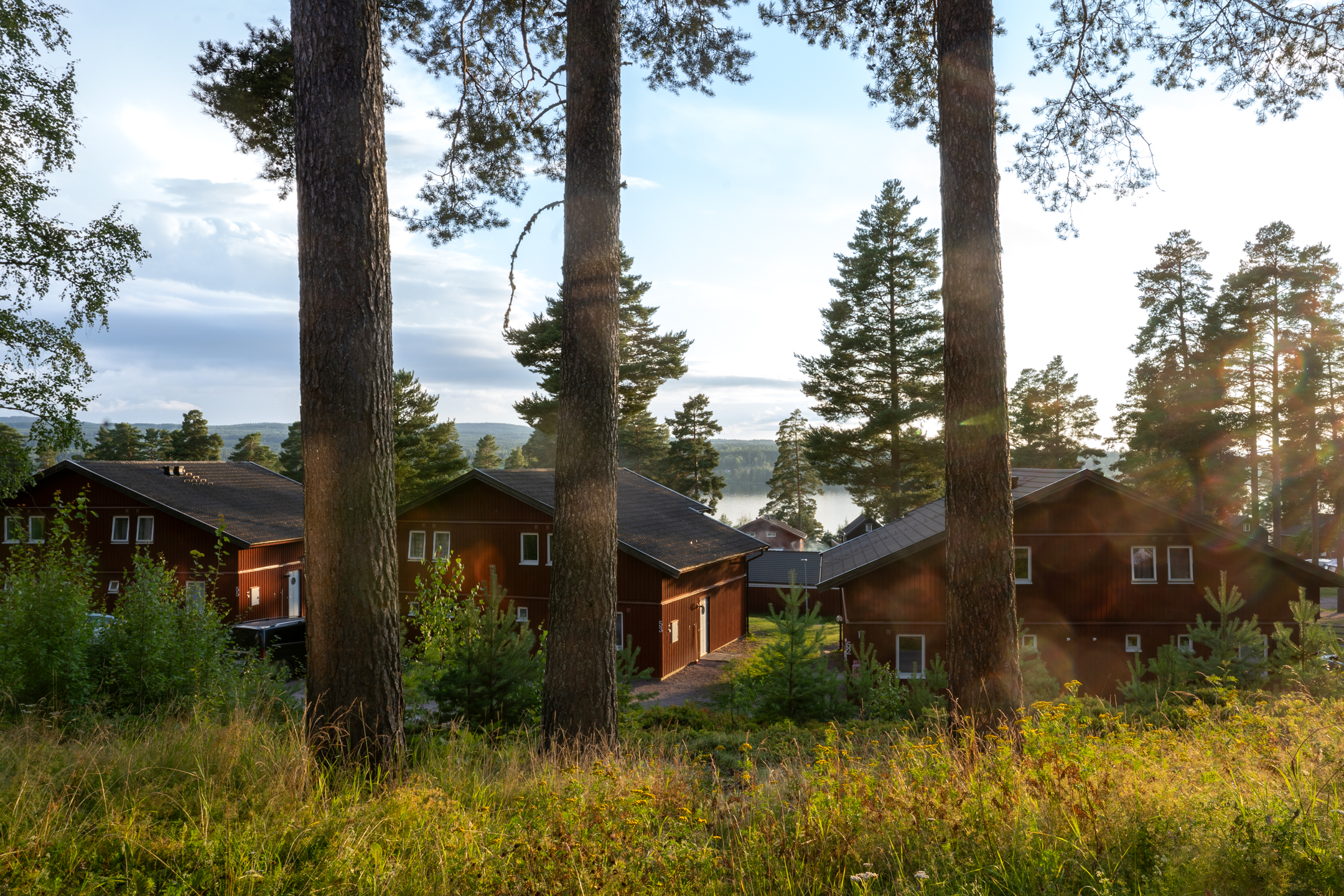 Cabins among pine trees at Leksand Resort by Lake Siljan in Dalarna.