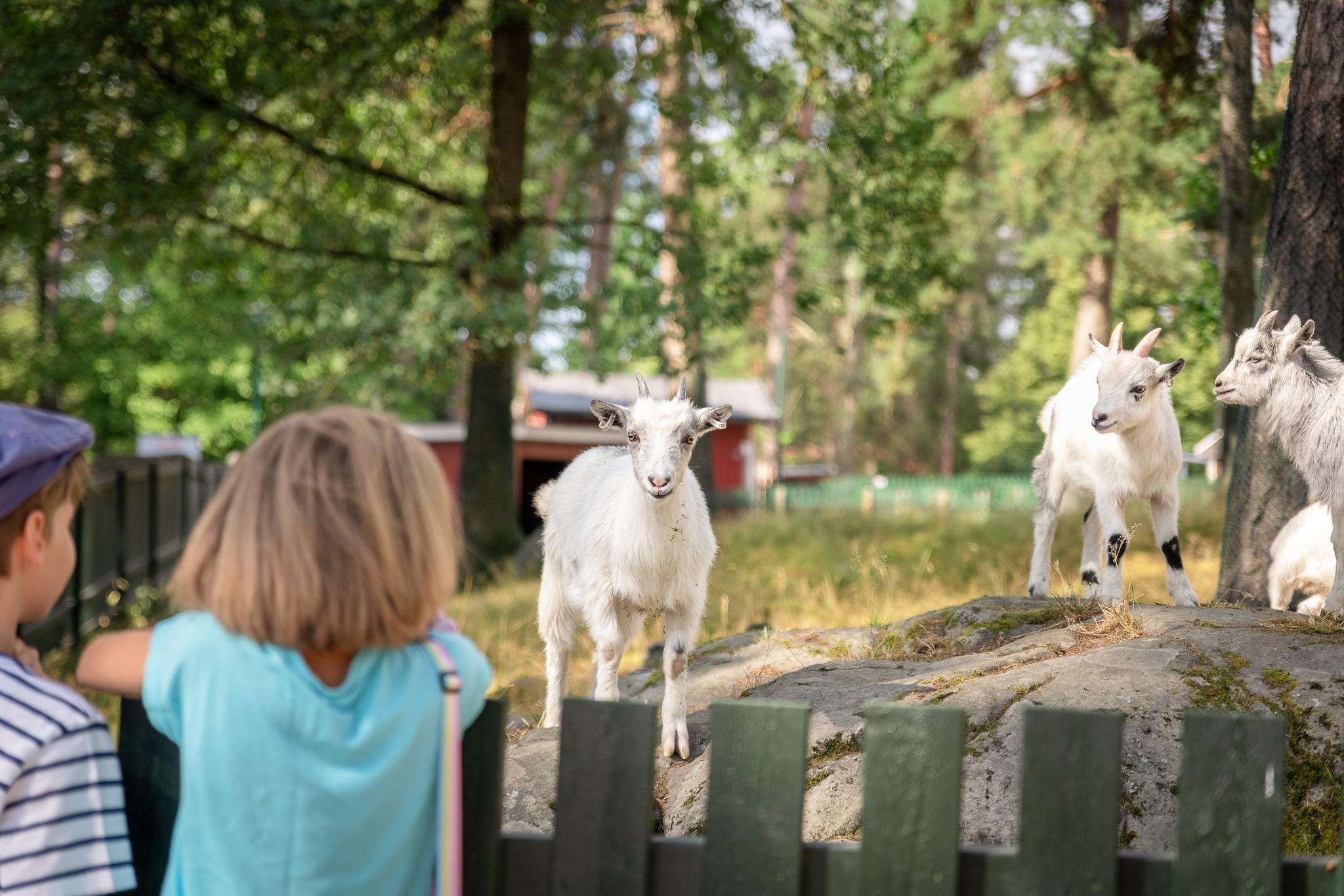 Ziegen im Stadtpark Mariebergsskogen, Karlstad